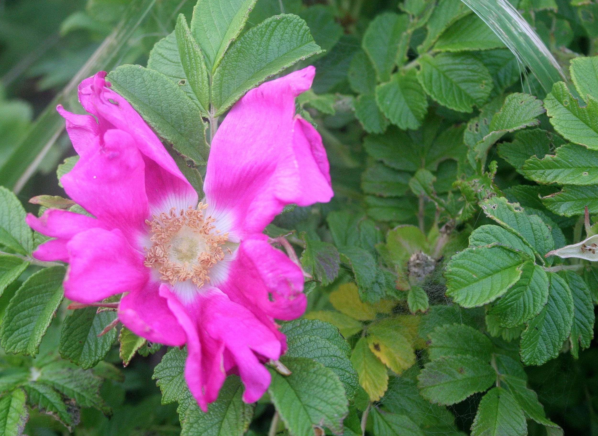 KURIL ISLANDS - FLORA  (119).jpg