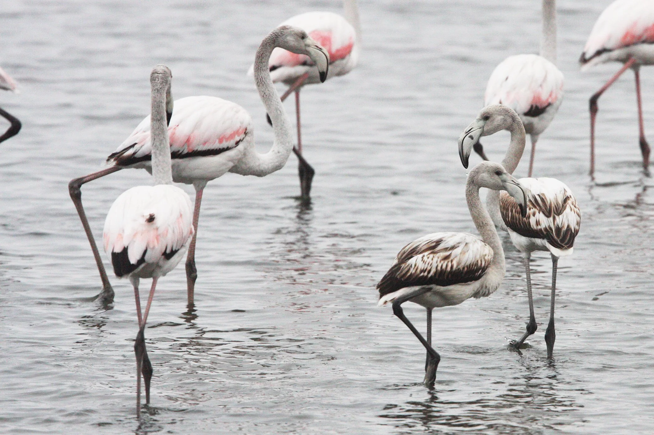 Phoenicopterus roseus - Greater Flamingo - Walvis Bay Namibia (16).JPG