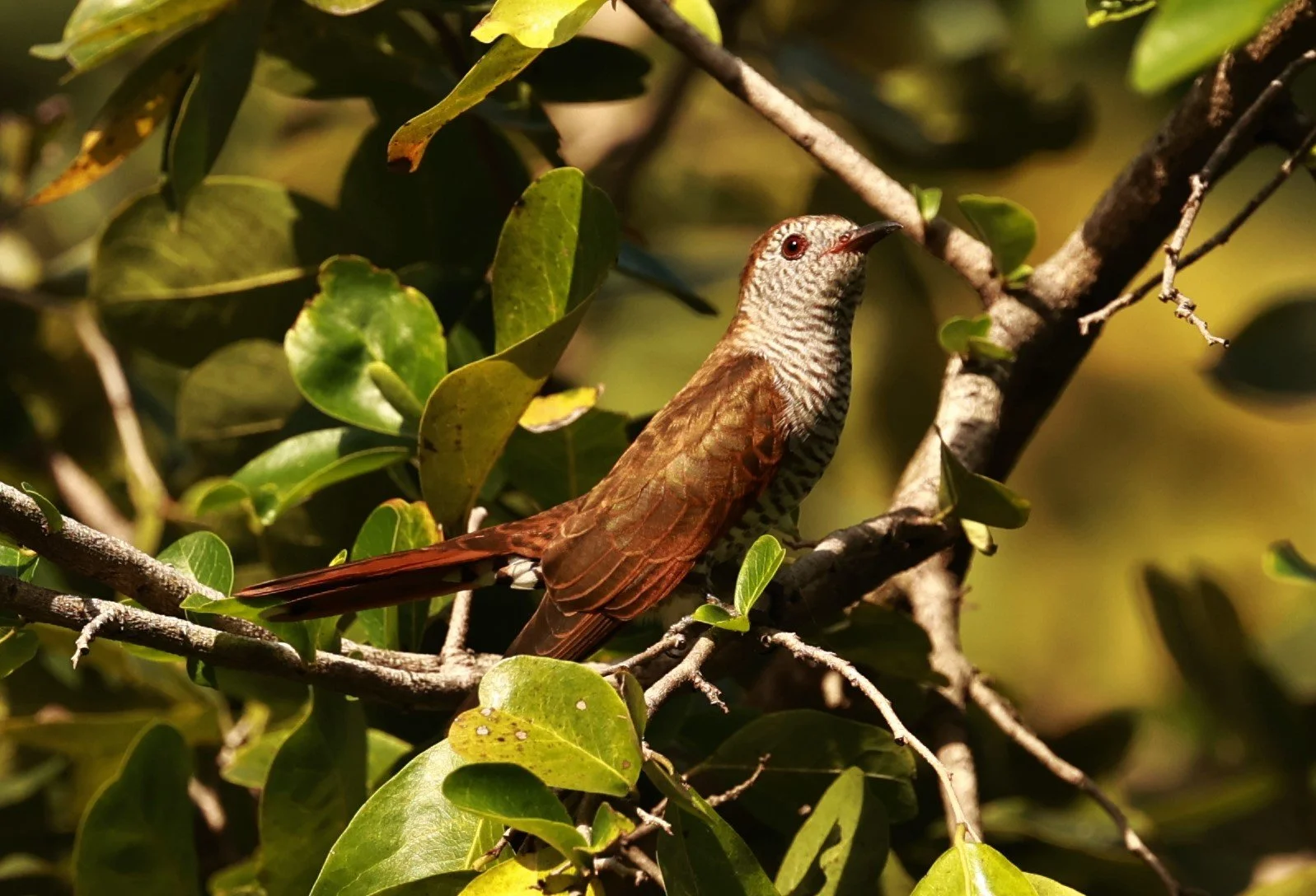 Violet Cuckoo (Chrysococcyx xanthorhynchus) Rama IX Park Bangkok (48).jpg