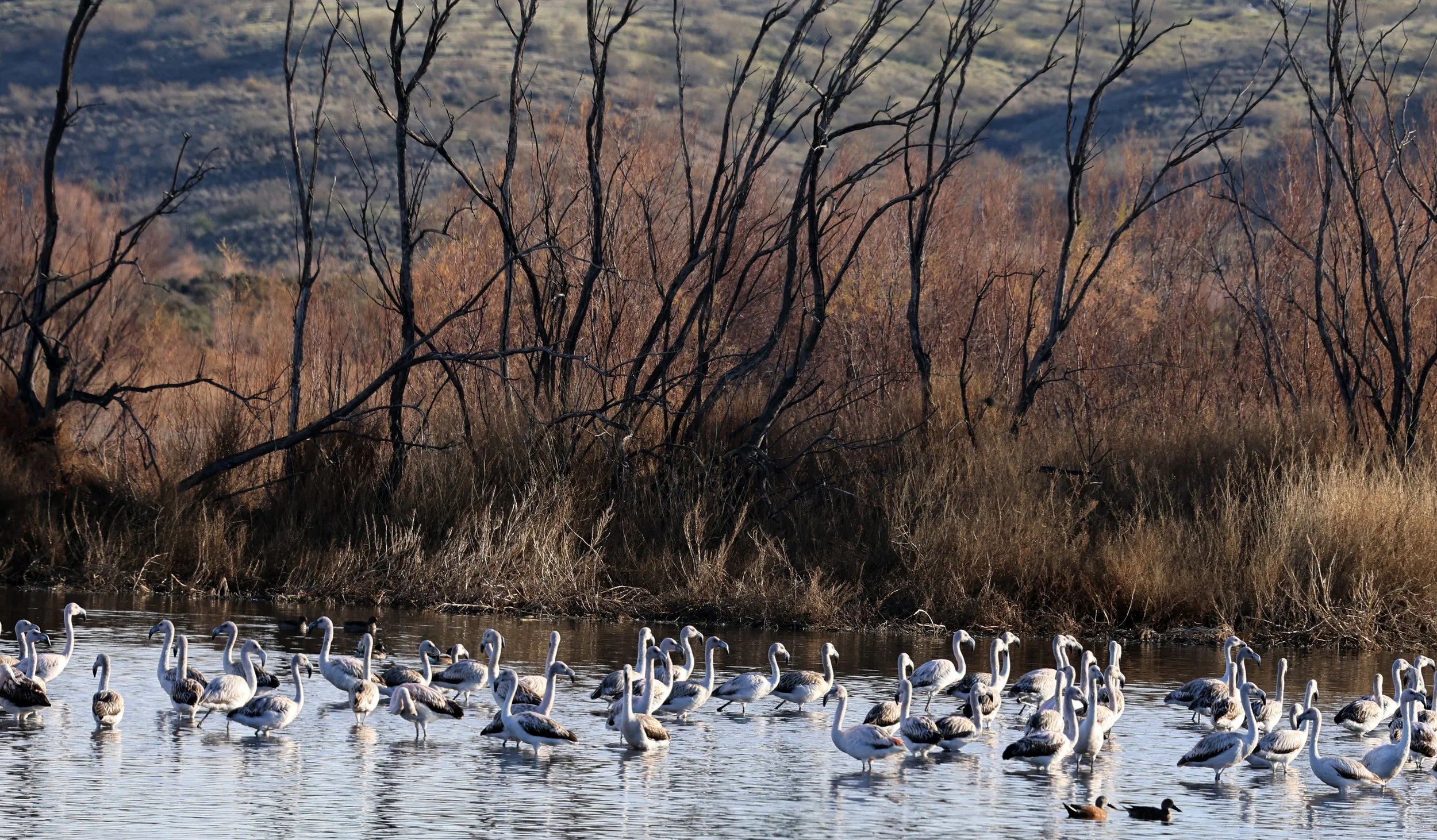 Chilean Flamingo (Phoenicopterus chilensis) Lagunas del Ornitólogo, Trelew Argentina (29).jpg