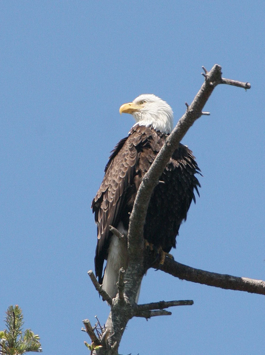 BIRD - EAGLE - BALD EAGLE - CLINE SPIT OVERLOOK SEQUIM WA (3) - Copy.JPG