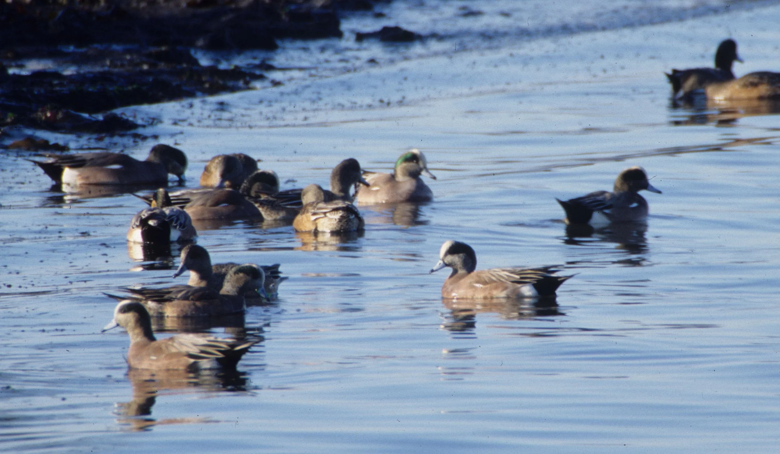 WIGEON - AMERICAN WIGEON - Mareca americana - THREE CRABS DUNGENESS RIVER MOUTH WETLAND SEQUIM WASHINGTON (2).jpg