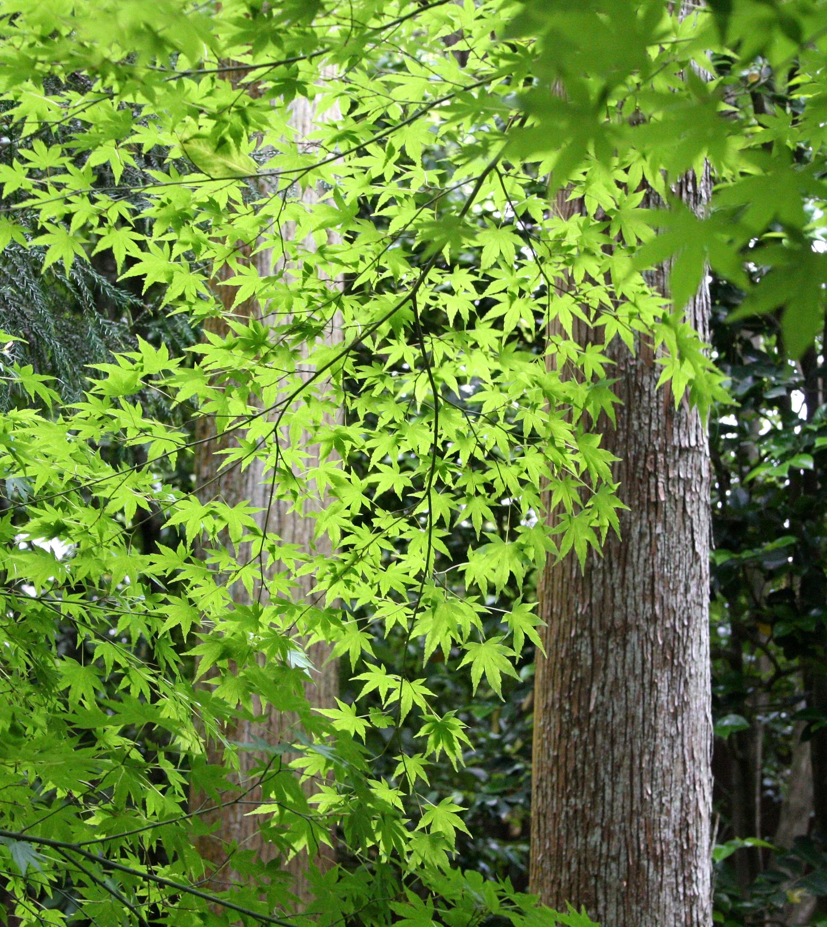 ACERACEAE - ACER JAPONICUM - DOMESTIC VARIETY - KYOTO RYOANJI GARDENS.JPG