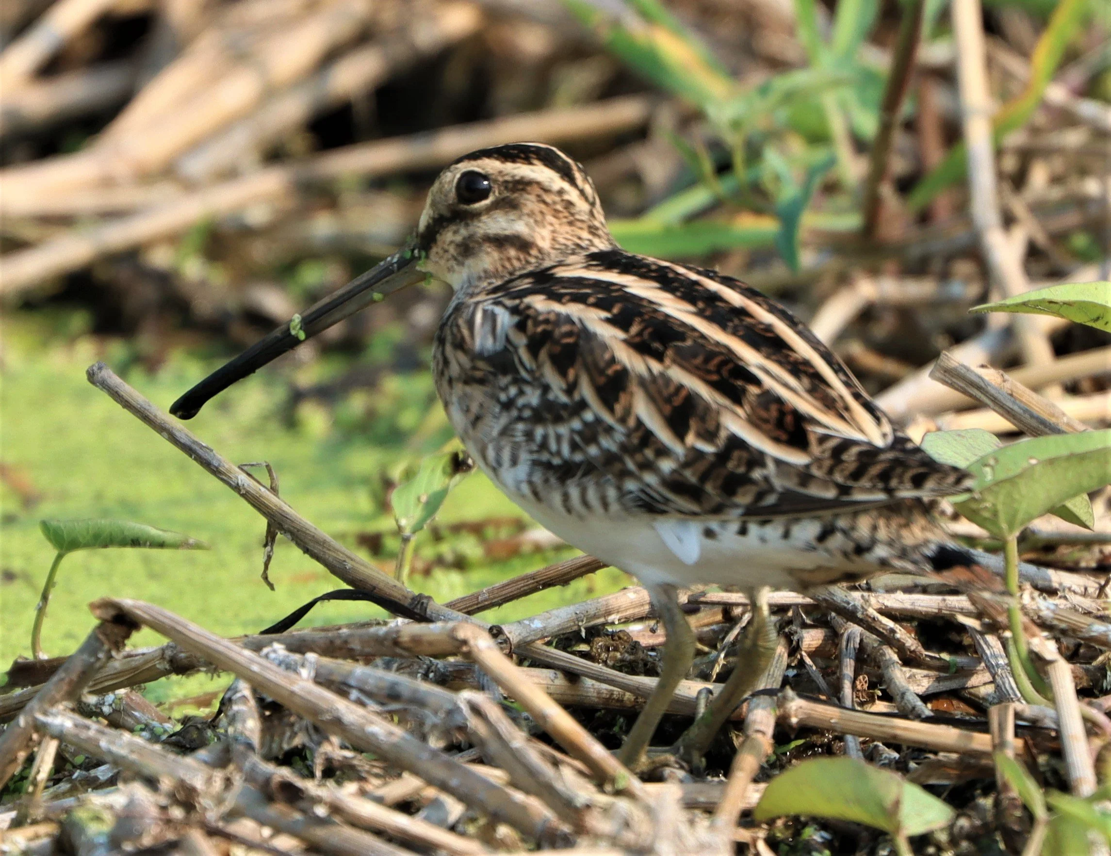 SNIPE - COMMON SNIPE - Gallinago gallinago - LAT KRABANG WETLANDS NEAR BKK (101).jpg