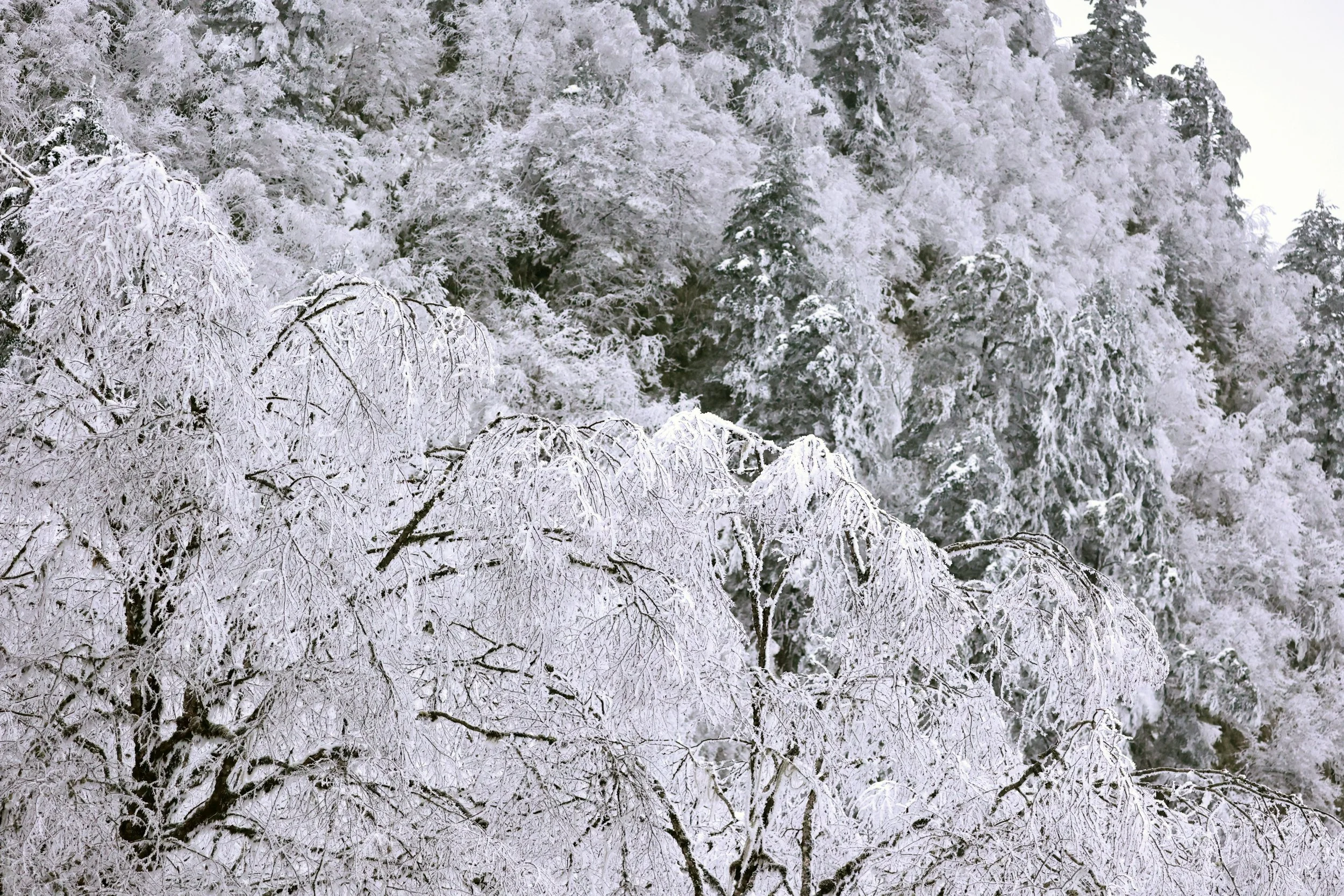 Labahe Nature Reserve, Sichuan China 2024 (221).jpg