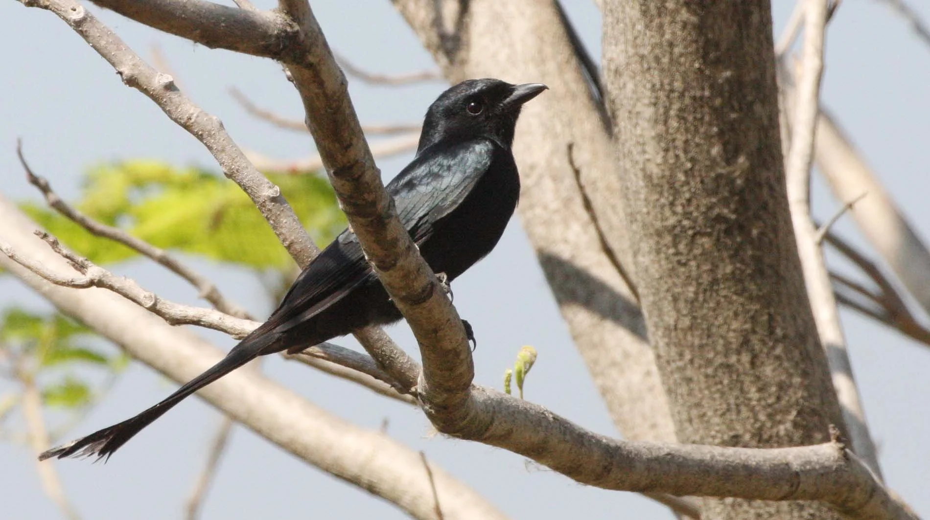 DRONGO - BLACK DRONGO - Dicrurus macrocercus - KHAO SAM ROI YOT THAILAND (5).JPG