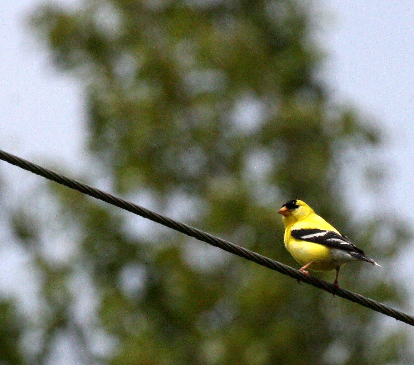 American Goldfinch (Spinus tristis) Dungeness NWR, Sequim Washington (3).JPG