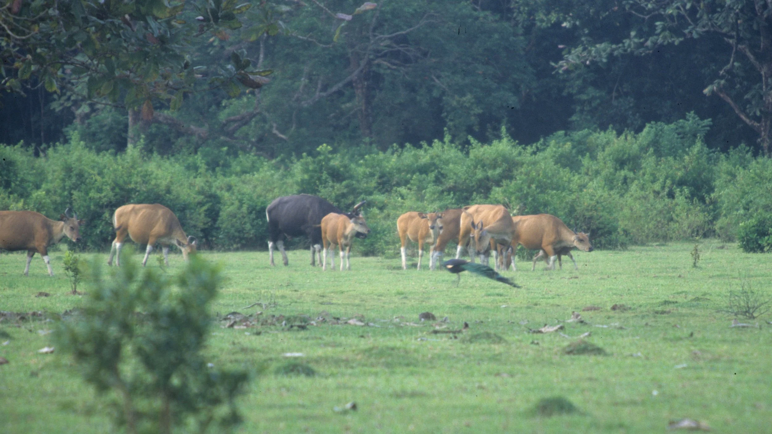 BOVID - BANTENG - UJON KULONG JAVA (2).jpg