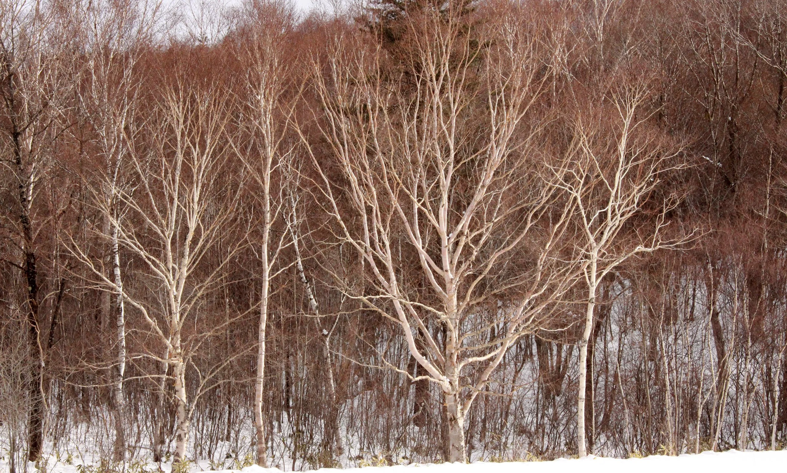 MOUNT ASAMA - JOSHIN'ETSUKOGEN NATIONAL PARK JAPAN (46).JPG