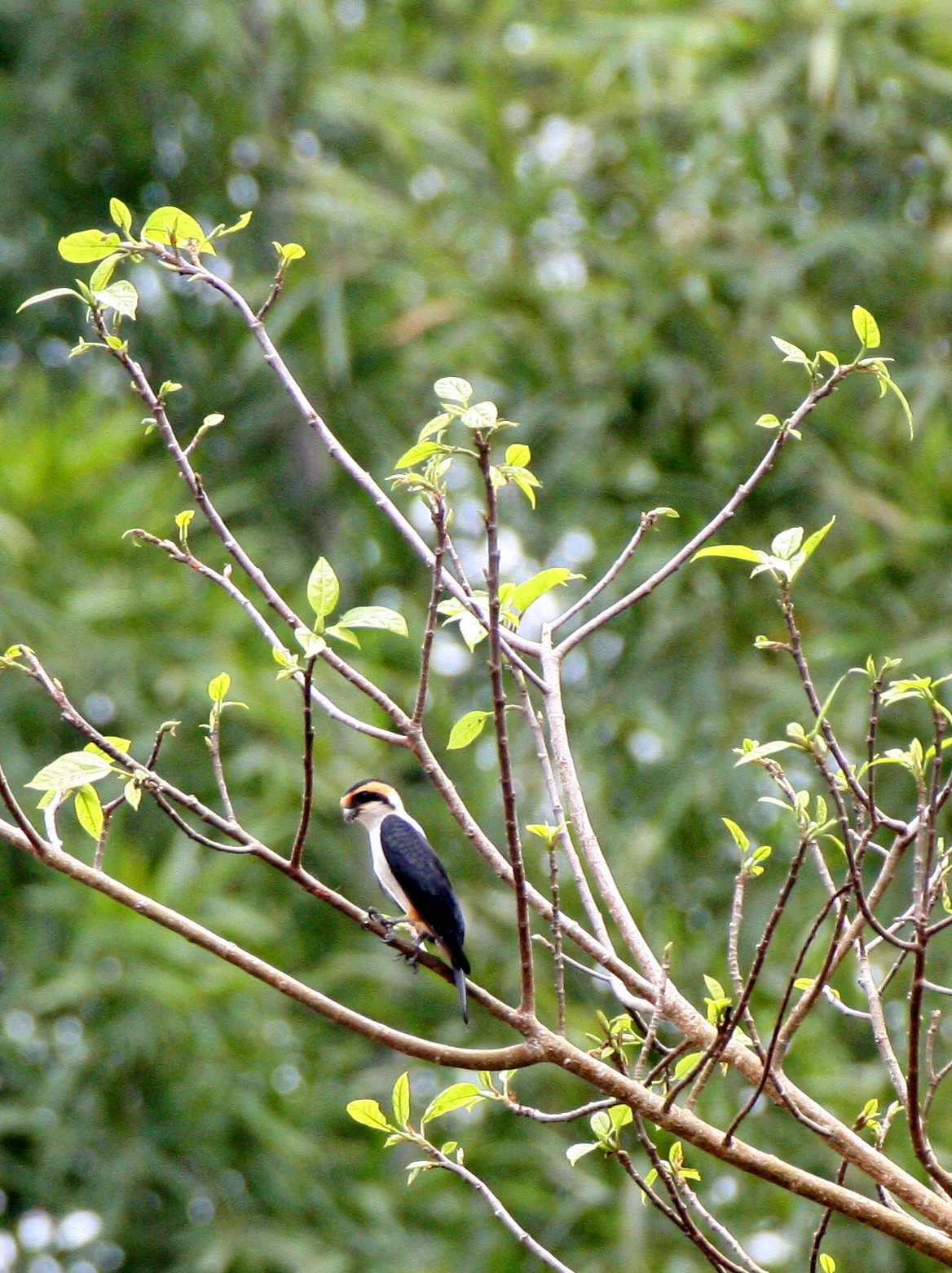 Microhierax caerulescens - COLLARED FALCONET - HUAI KHA KHAENG THAILAND (27).JPG