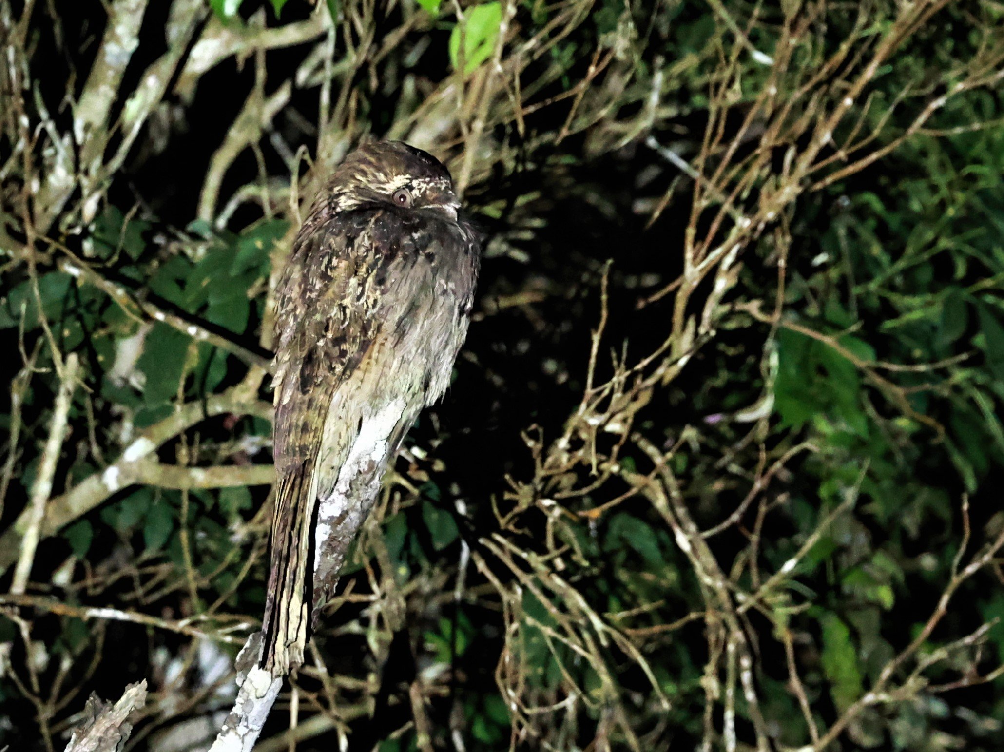 Potoo - Common Potoo - Nyctibius griseus - Augusto Ruschi Biological Reserve, Santa Teresa, Brazil (6).jpg