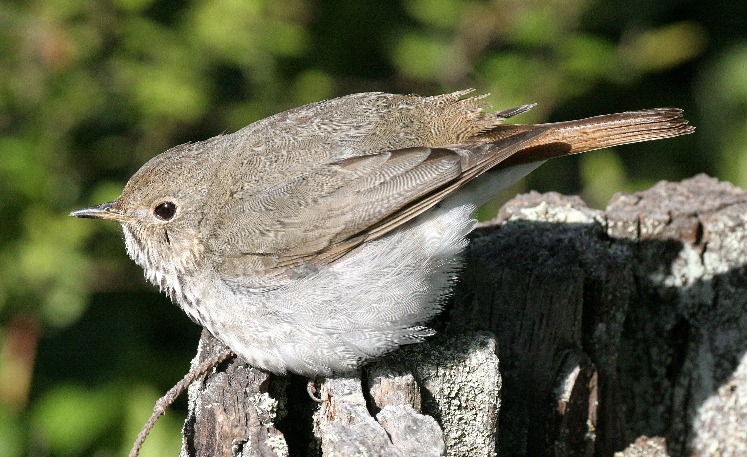 BIRD - THRUSH - SWAINSON'S THRUSH - CATHARUS USTULATUS - LAKE FARM WOODS WA (13).JPG
