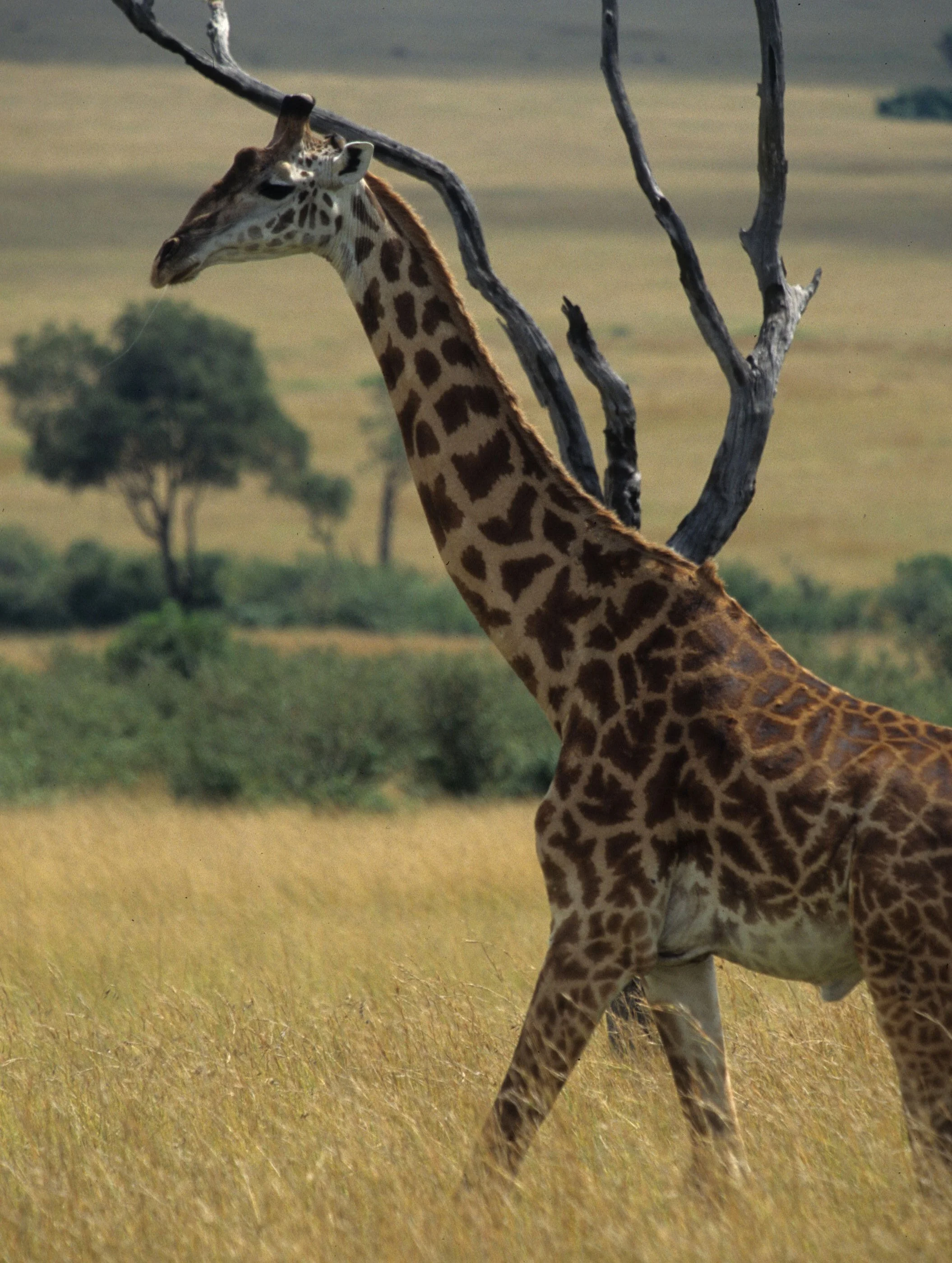 GIRAFFE-MASAI-SERENGETI 21.jpg