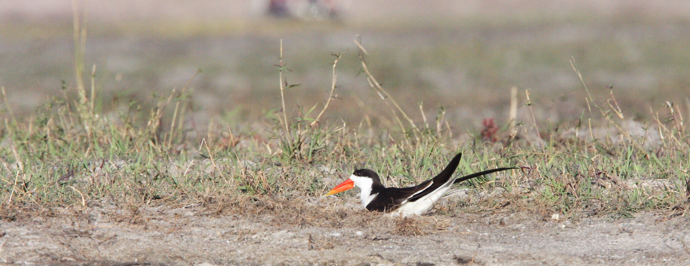 BIRD - SKIMMER - AFRICAN SKIMMER - CHOBE NATIONAL PARK BOTSWANA.JPG