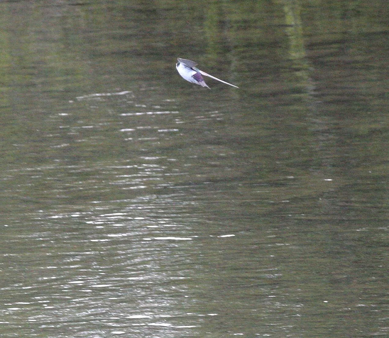 Tree Swallow (Tachycineta bicolor) Morse Creek Mouth Olympic Peninsula Washington (13).JPG