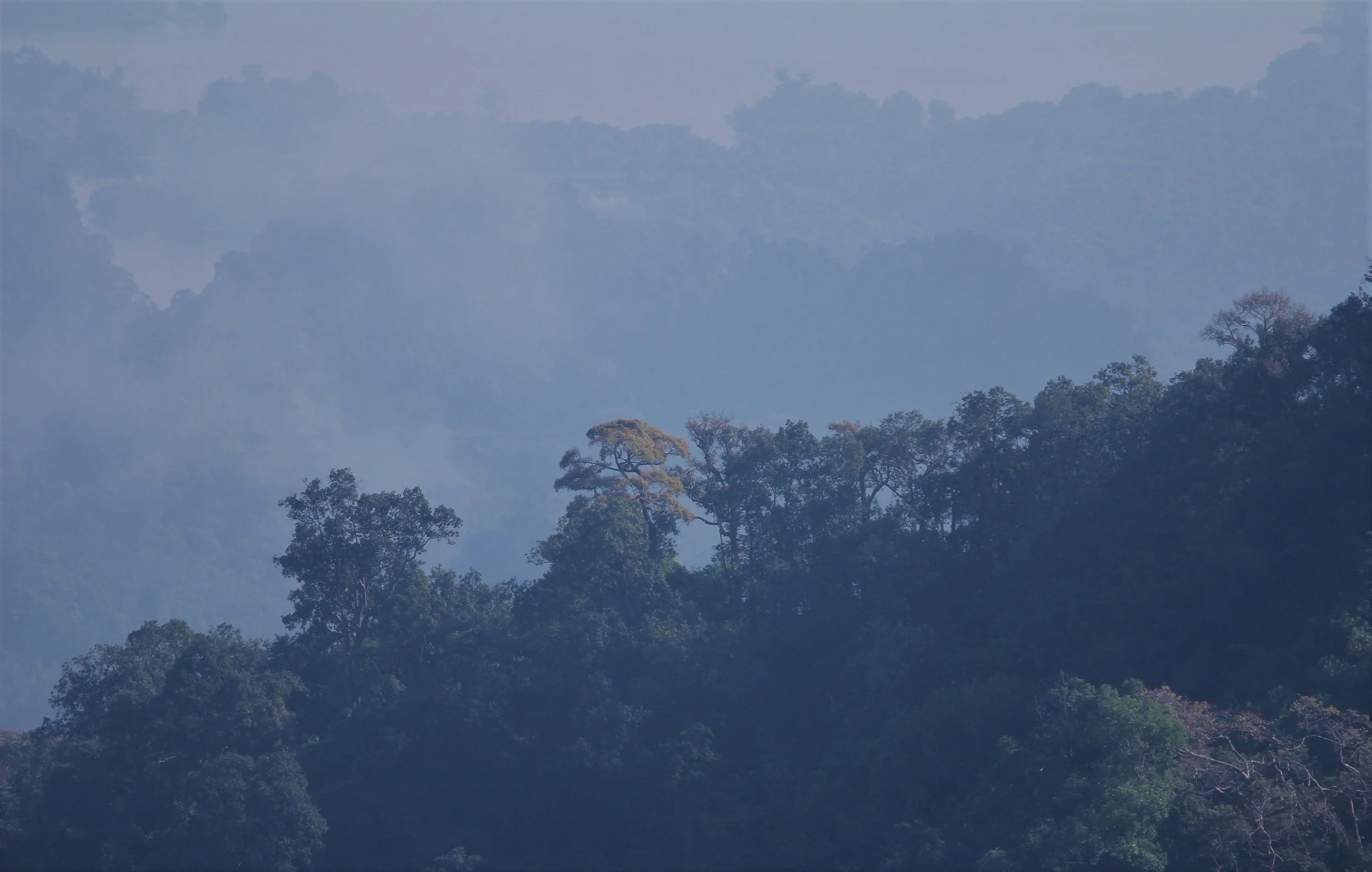 Pilok Forest and Hills.jpg
