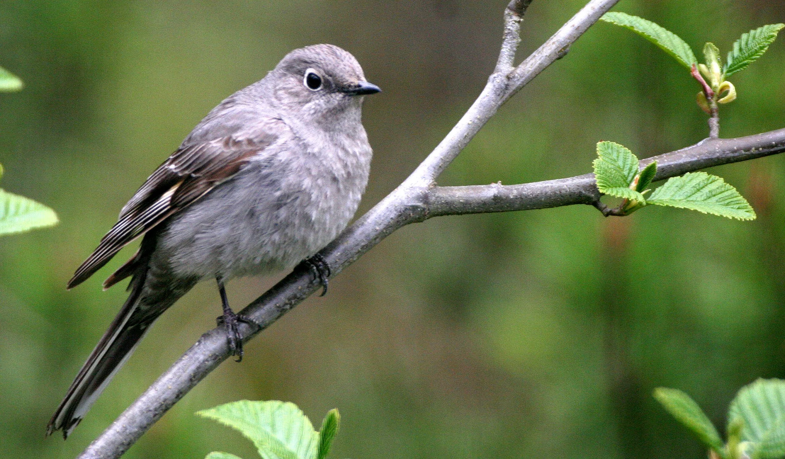 Townsend's Solitaire (Myadestes townsendi) Lake Farm Olympic Peninsula Washington (7).jpg