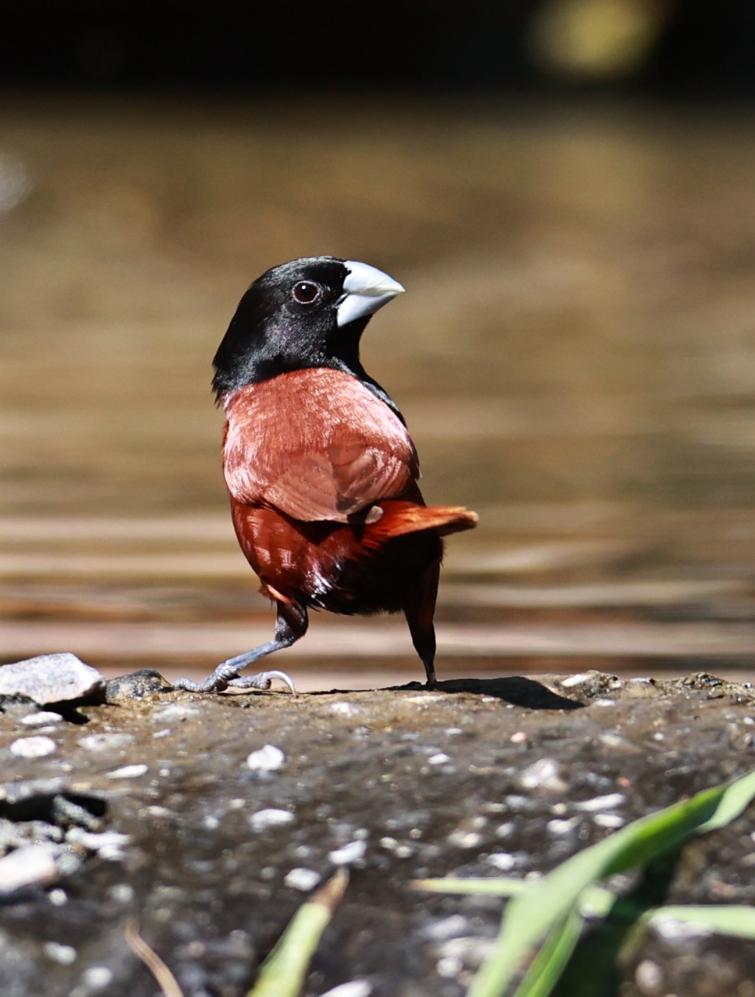 Munia - Black-headed Munia - Lonchura malacca - Bang Pu Mangrove Forest Reserve, Samut Prakan March 30, 2024 (25).jpg