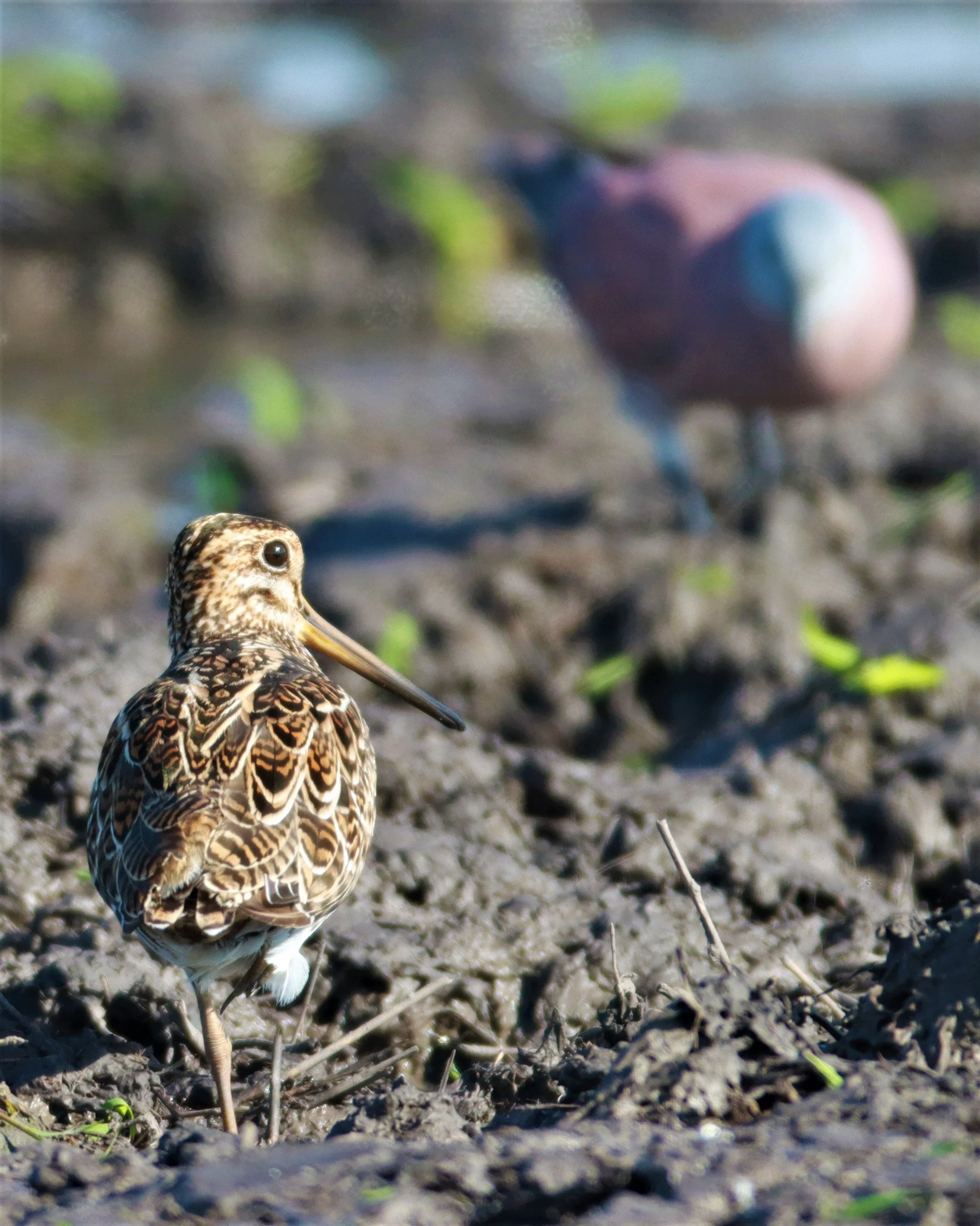 SNIPE - PINTAIL SNIPE - Gallinago stenura - PATHUM THANI RICE RESEARCH CENTER AUGUST 24 2021 (19).jpg