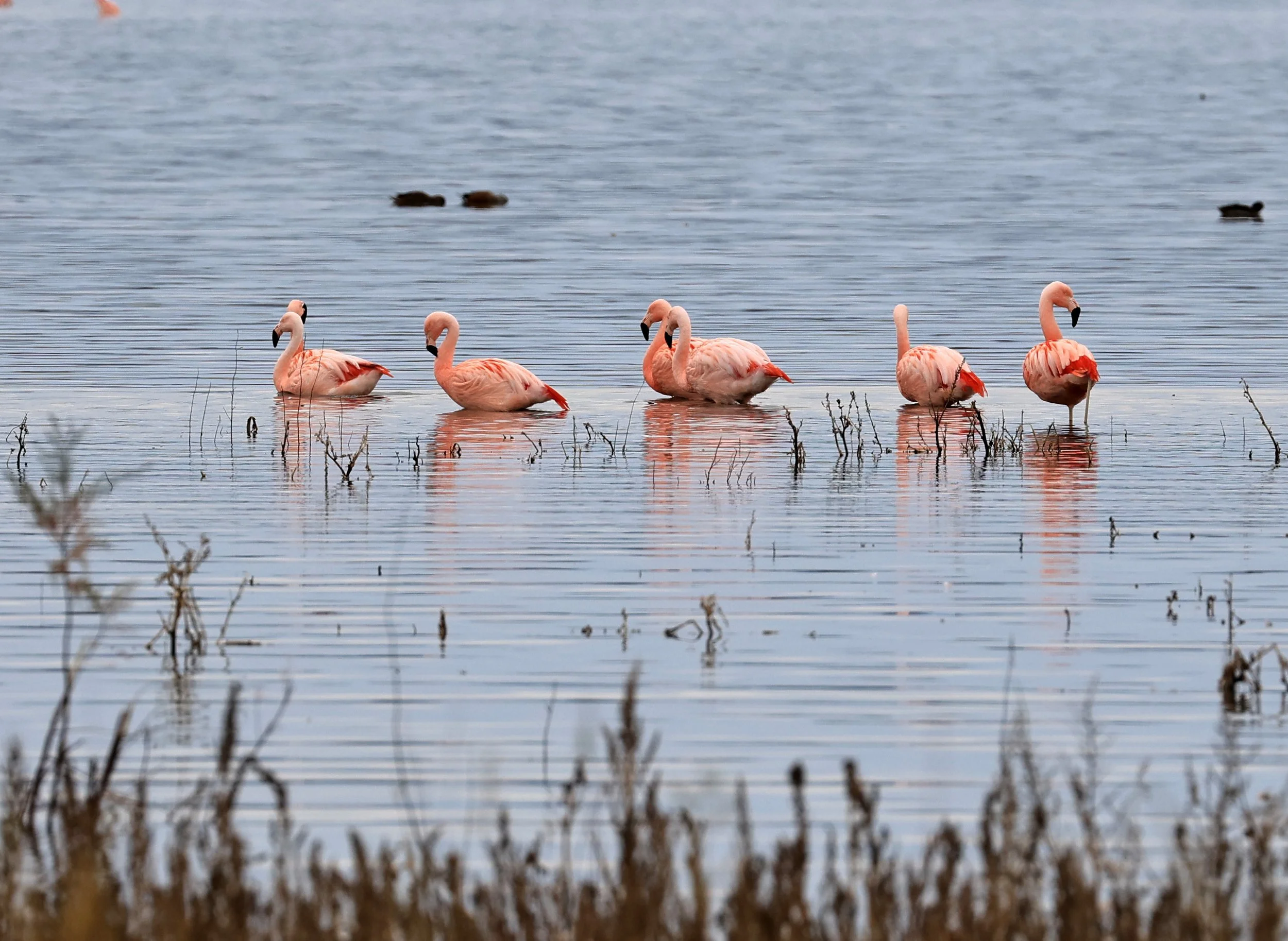 Chilean Flamingo (Phoenicopterus chilensis) Lagunas del Ornitólogo, Trelew Argentina (102).jpg