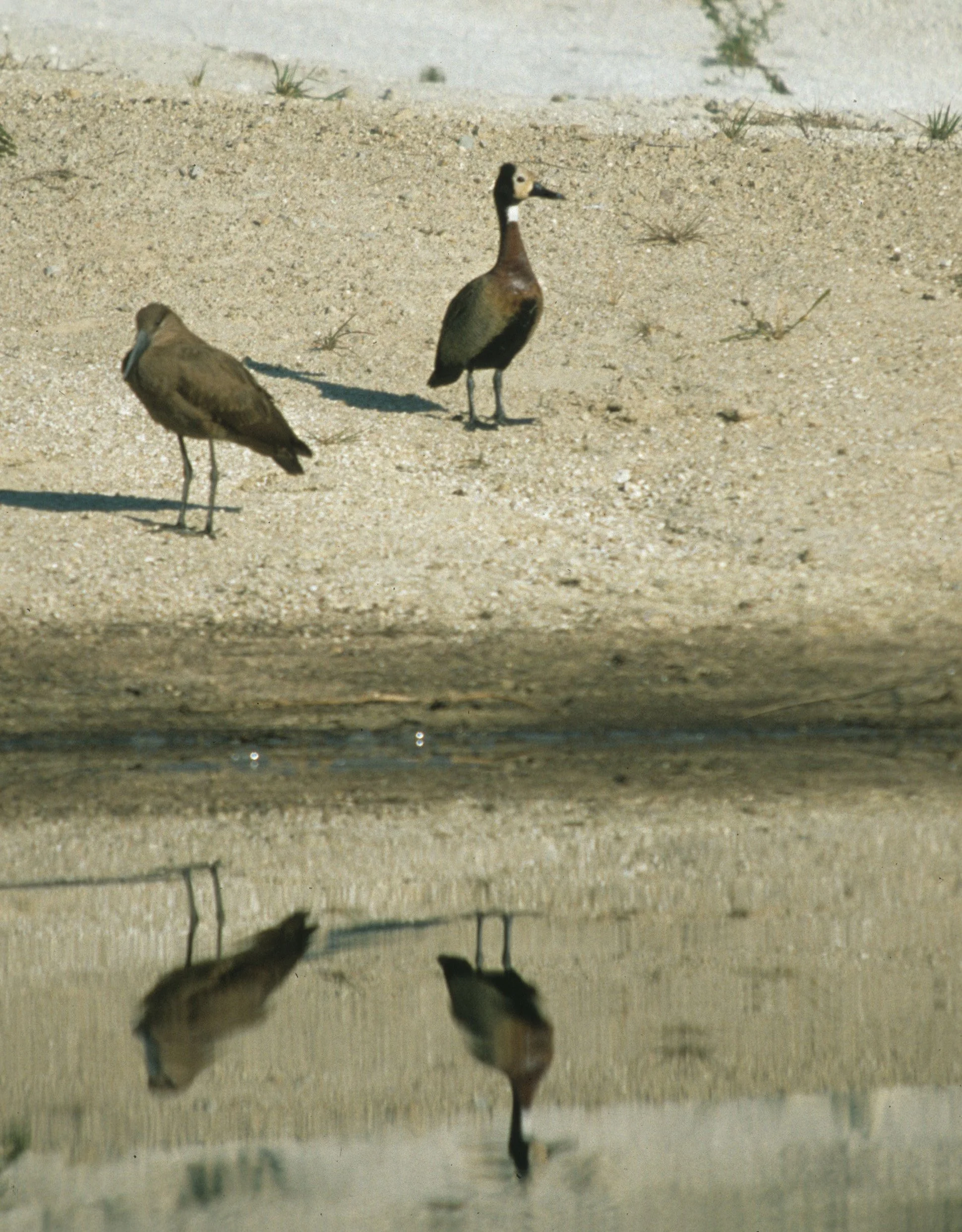 BIRDS - WHITEFACED DUCK - KRUGER E.jpg