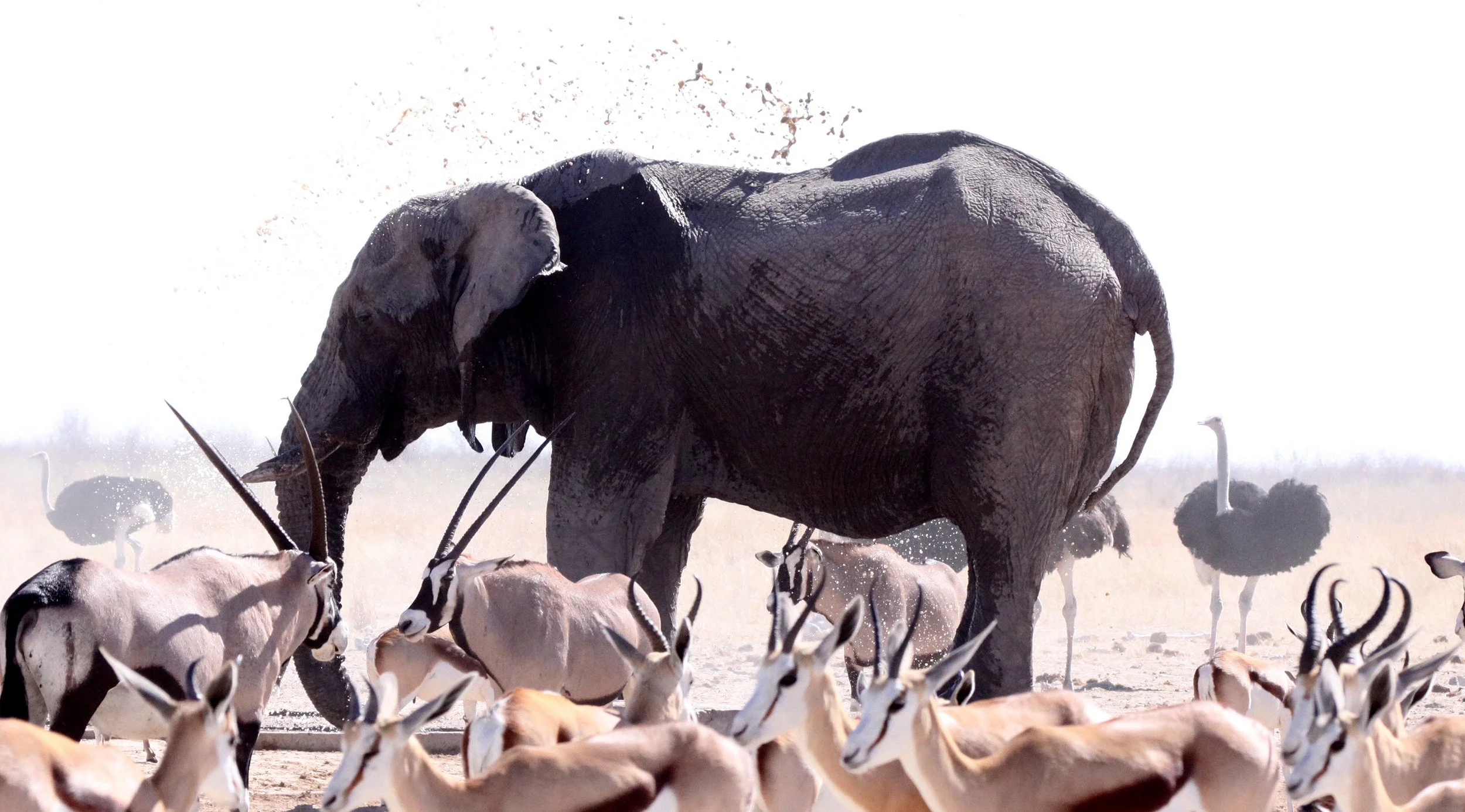 ELEPHANT - AFRICAN ELEPHANT - ETOSHA NATIONAL PARK NAMIBIA (62).JPG