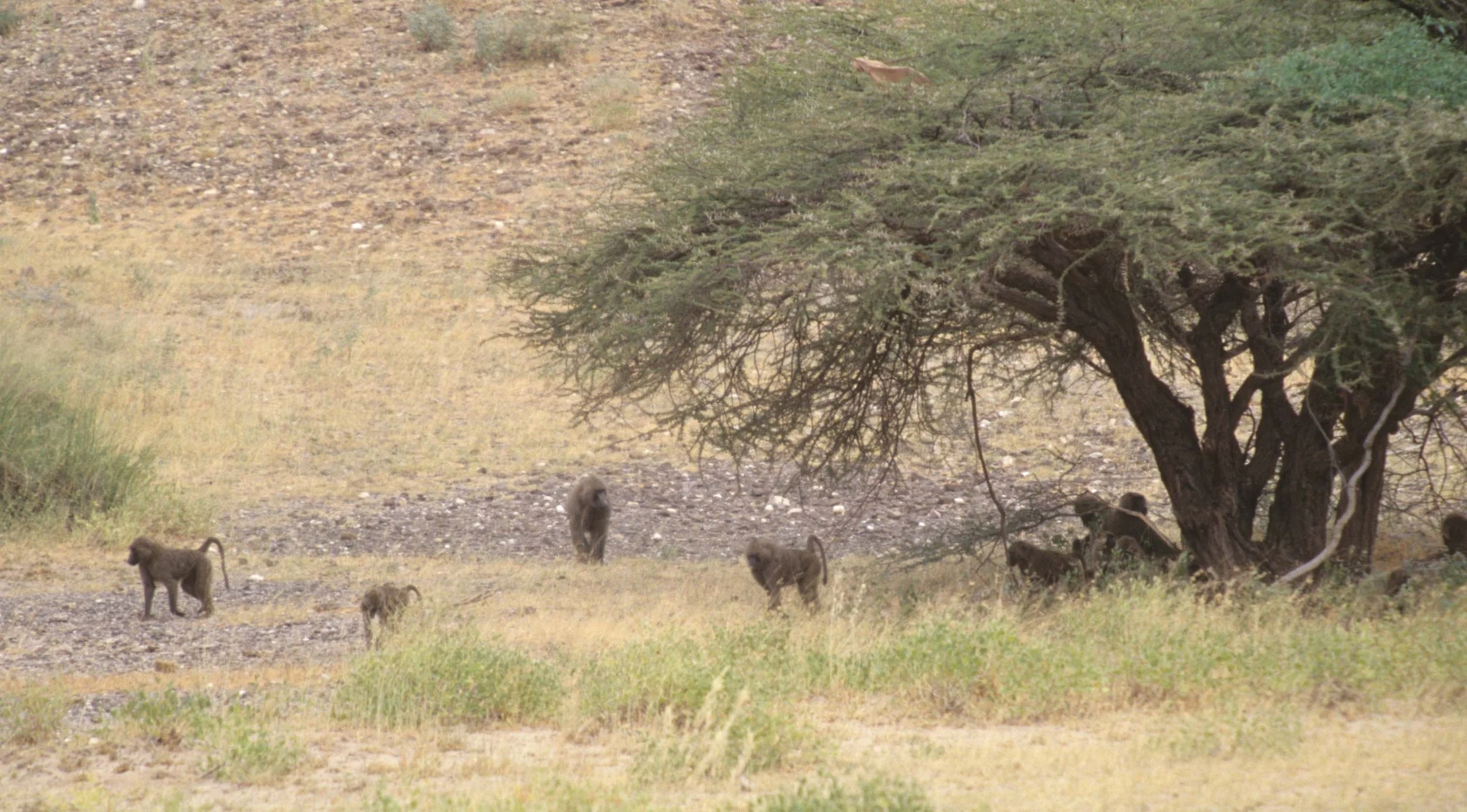 PRIMATE - BABOON-CHACMA - KRUGER.jpg