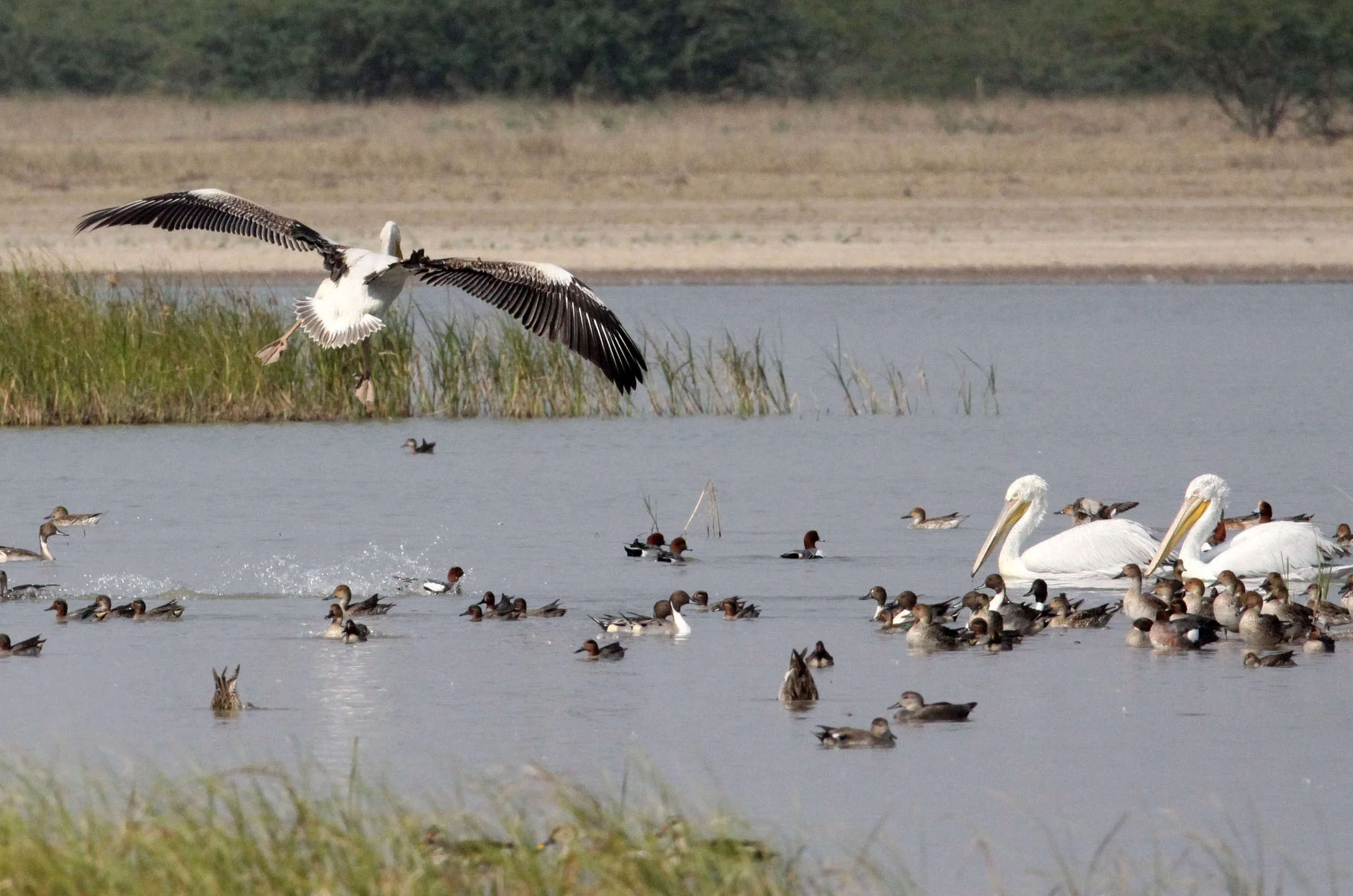 Pelecanus onocrotalus - GREAT WHITE PELICAN - BLACKBUCK NATIONAL PARK VELEVADAR INDIA (12).JPG