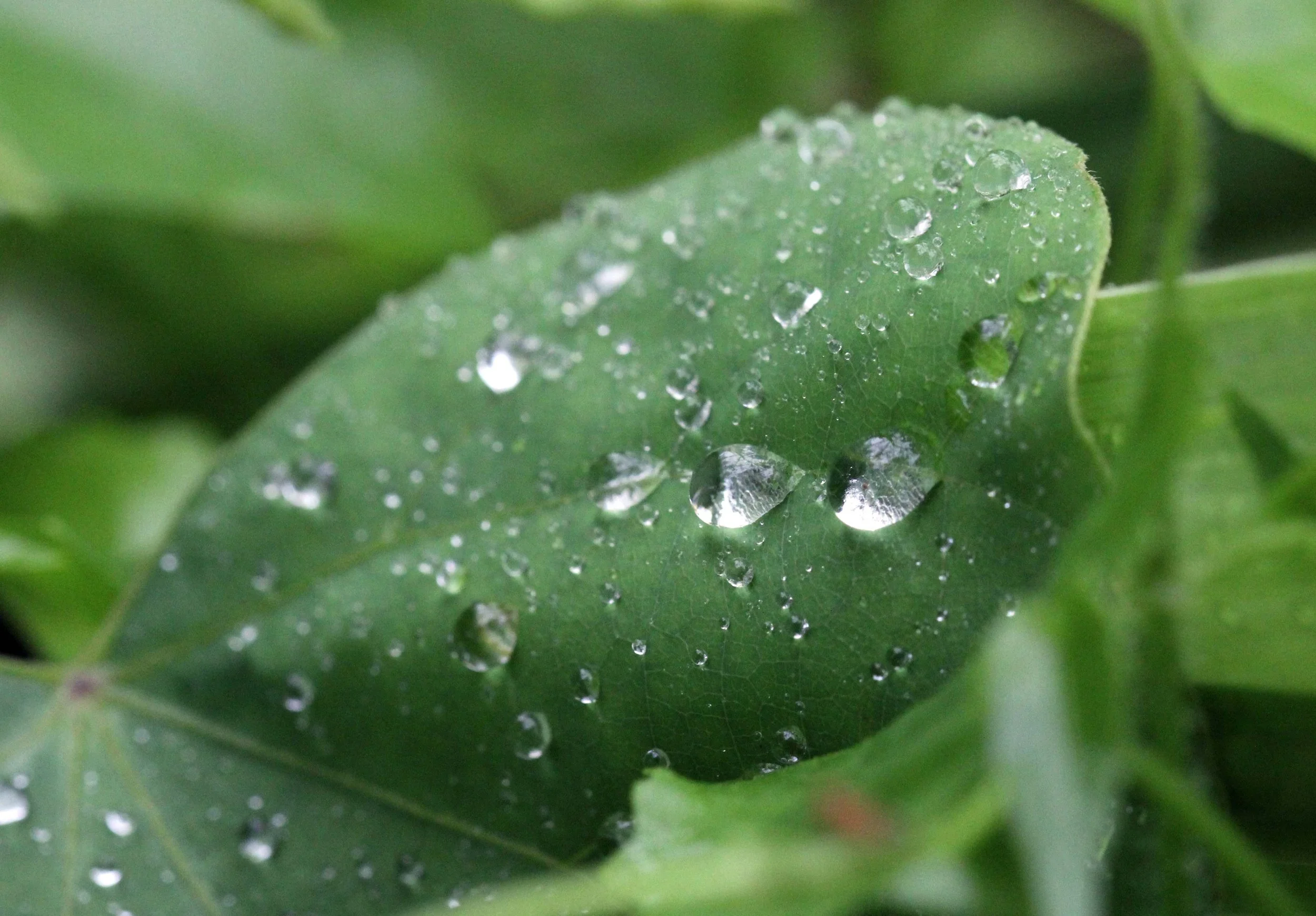 2013 in Nakhonsithammarat and some Krabi with Family (210).JPG