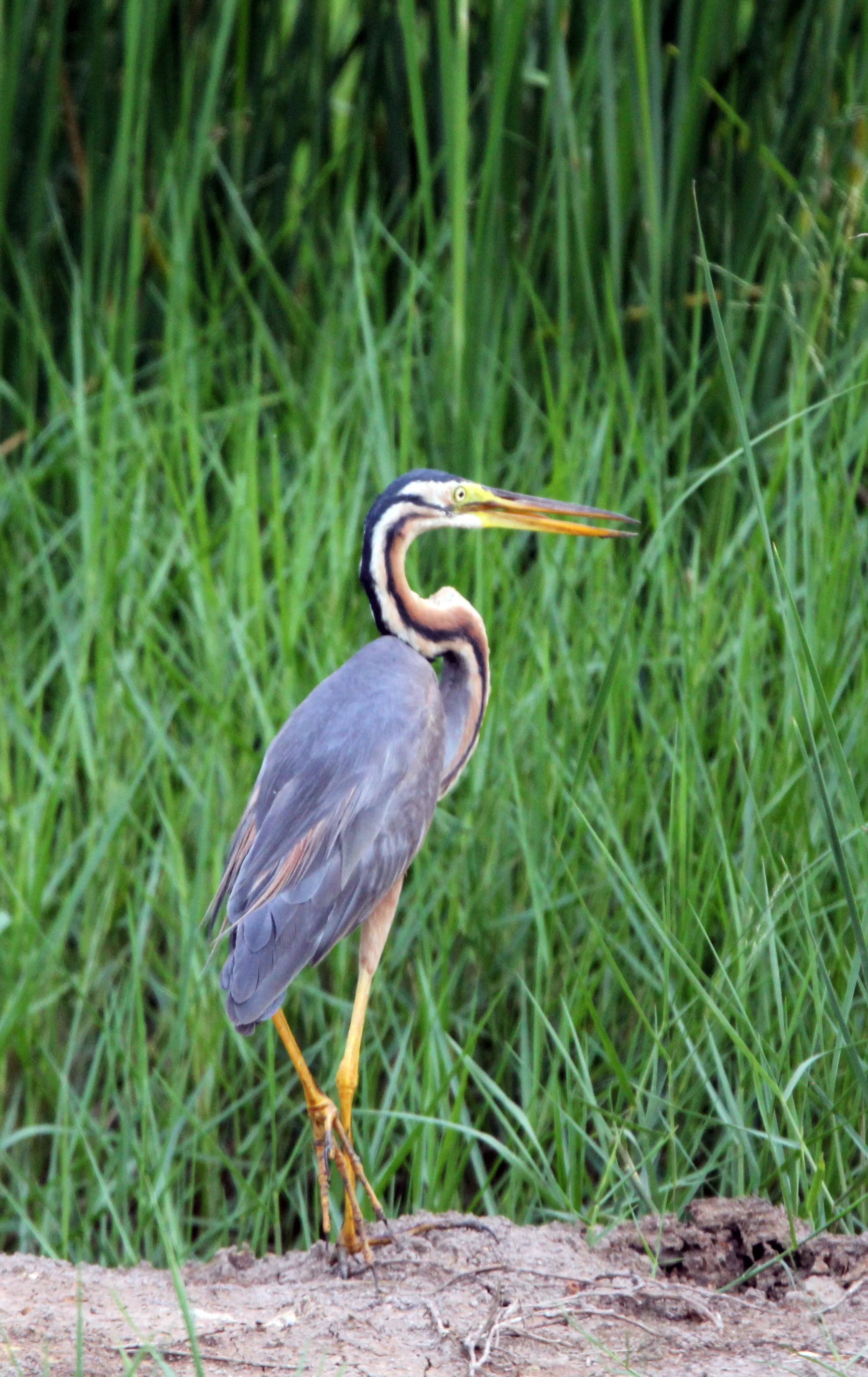 HERON - PURPLE HERON - Ardea purpurea - KHAO SAM ROI YOD THAILAND (4).JPG