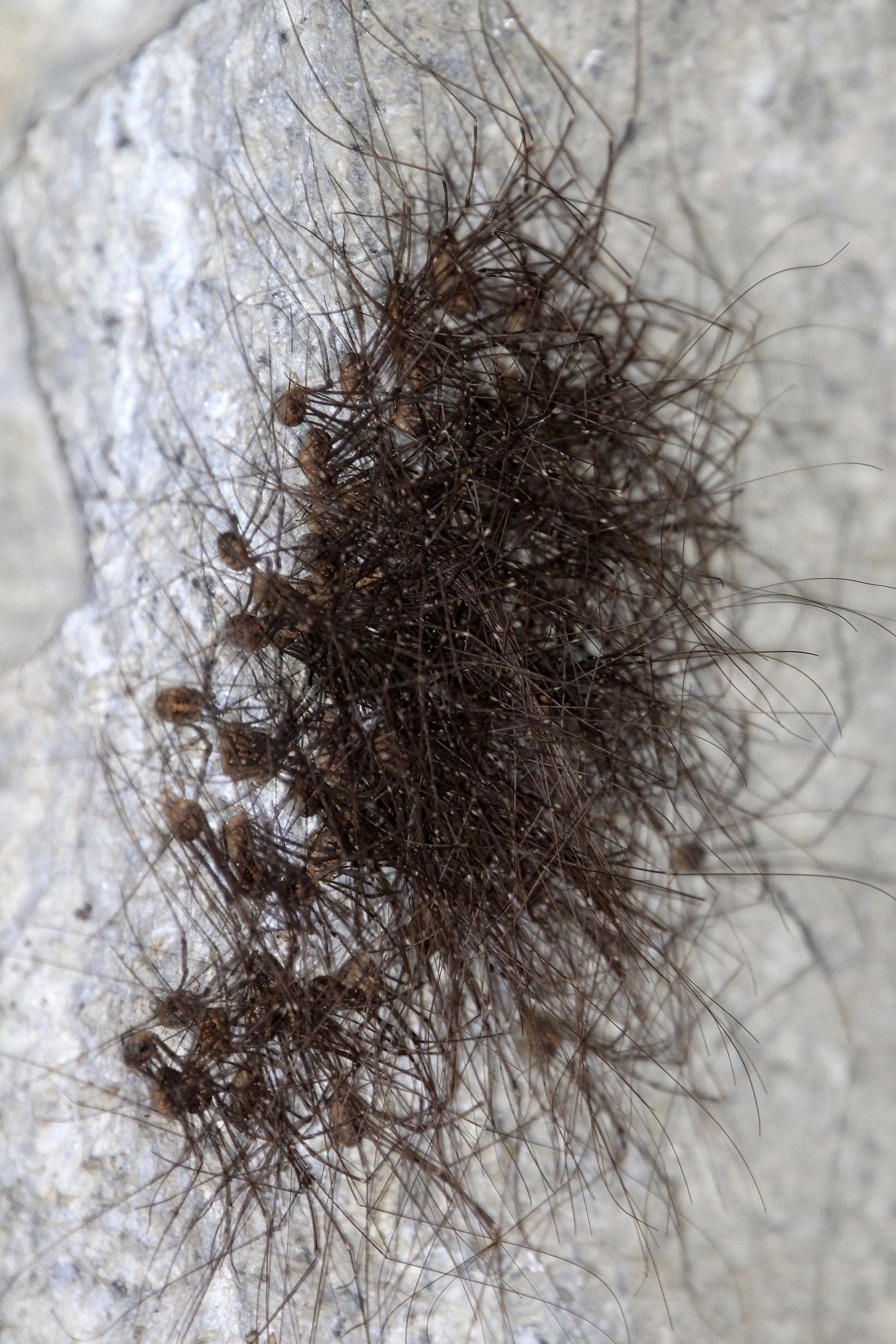 Opiliones species - Congregation in Sierra de Andujar Spain