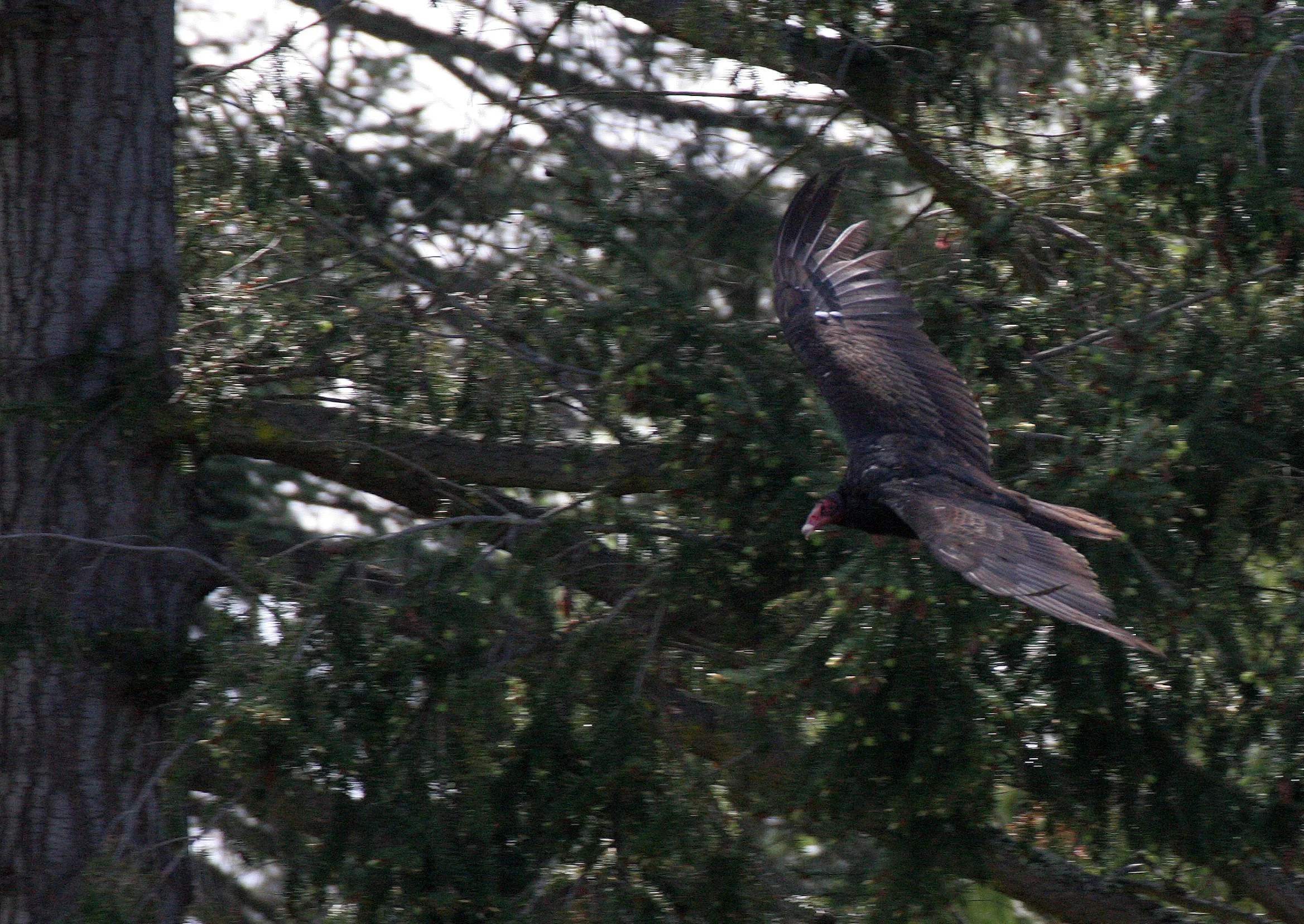 Cathartes aura meridionalis - WESTERN TURKEY VULTURE - LAKE FARM BLUFFS WASHINGTON (188).JPG
