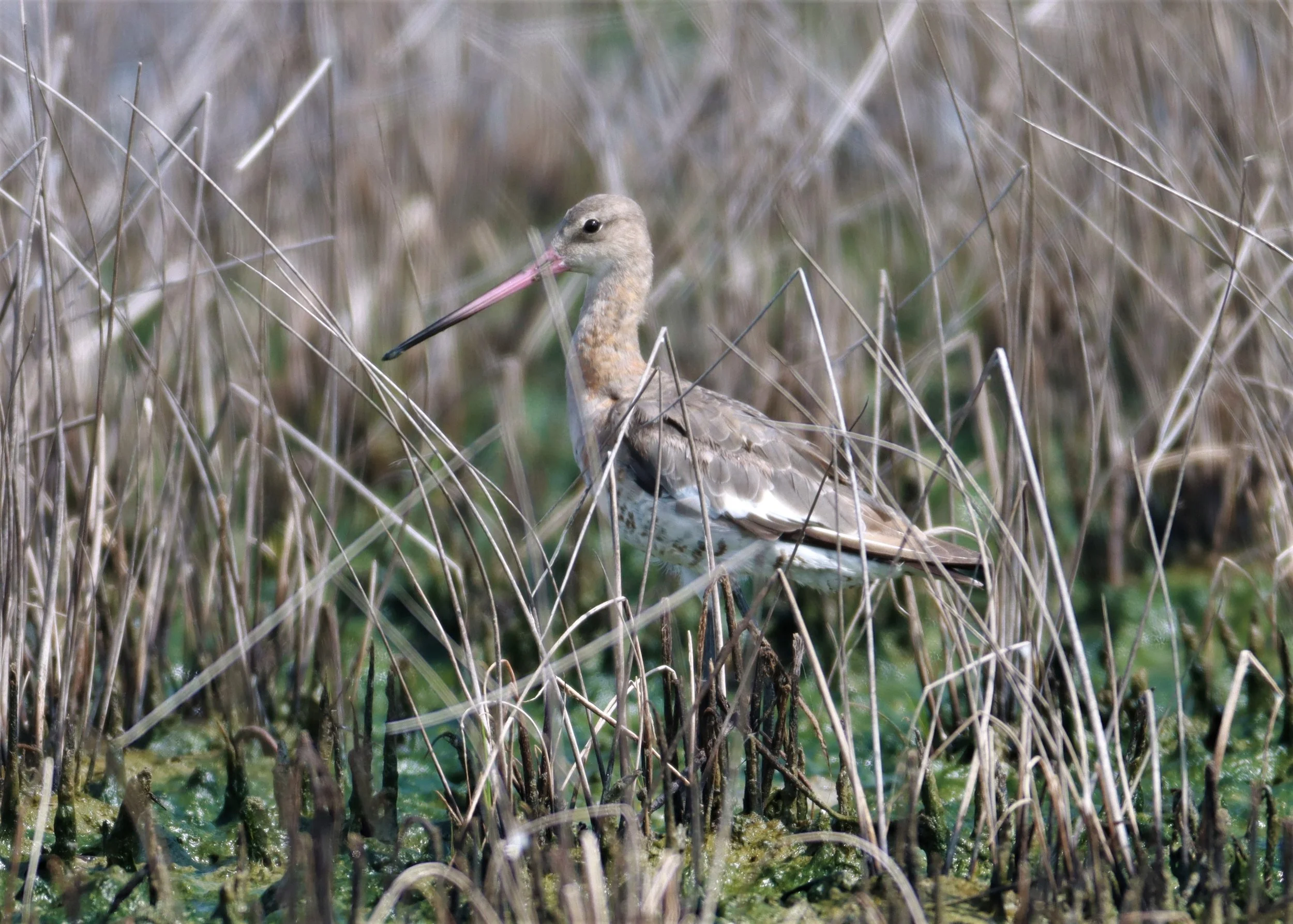 GODWIT - BLACK-TAILED GODWITS (EASTERN) - Limosa limosa -  KHLONG TAMRU CHONBURI (6).jpg