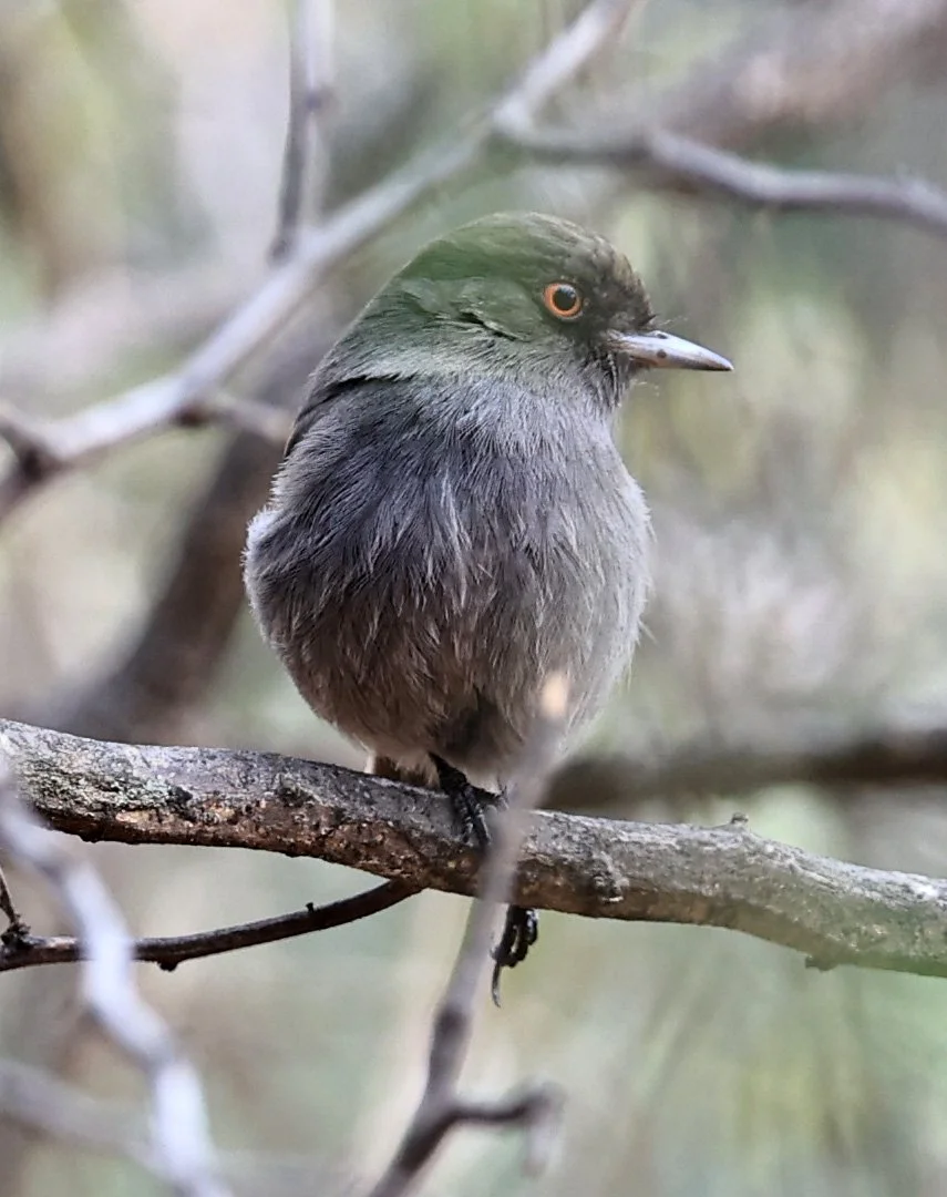 Cinereous Tyrant (Knipolegus striaticeps) Neuland Mennonite Colony Paraguay