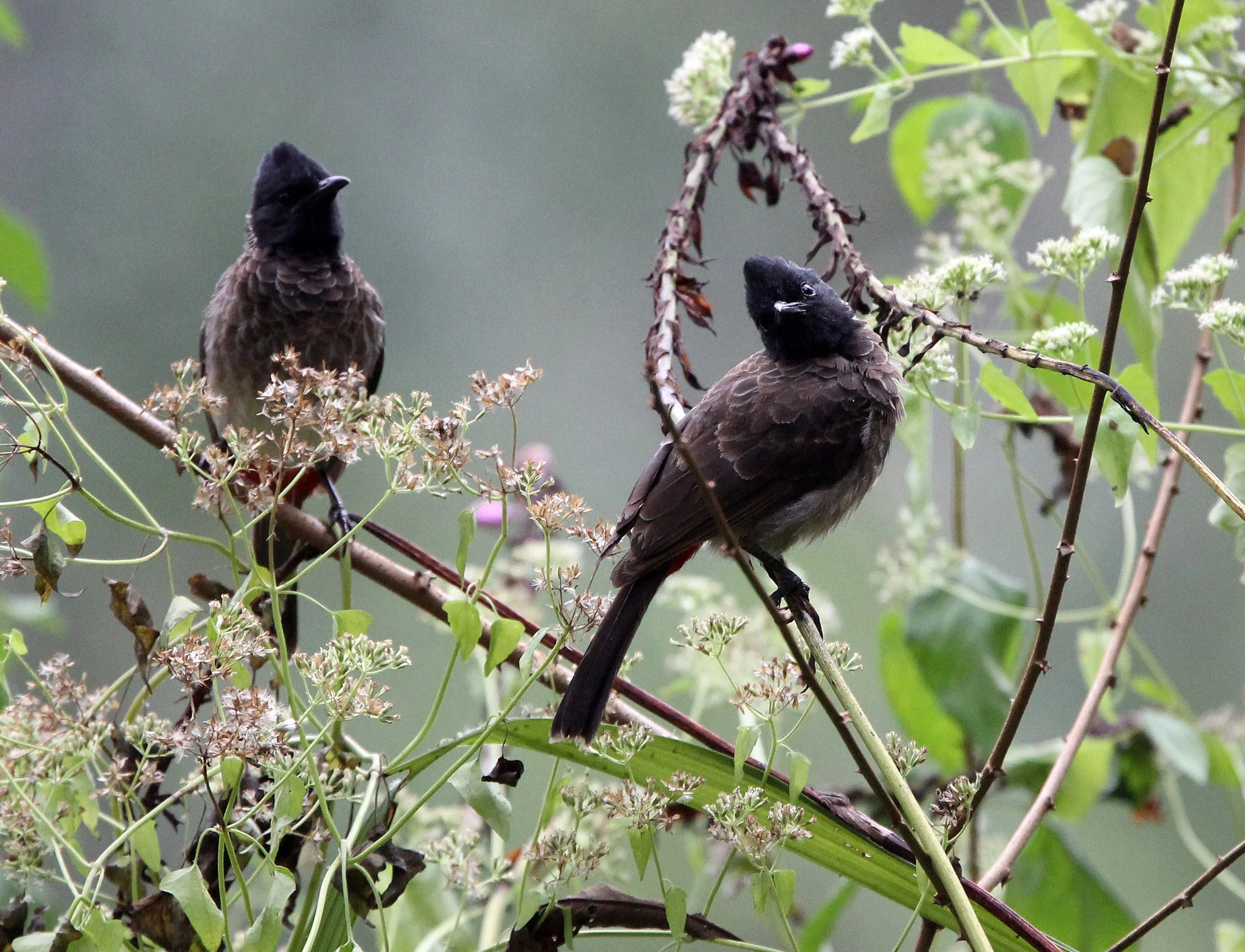 BULBUL - RED-VENTED BULBUL - Pycnonotus cafer - KITULGALA NATIONAL FOREST RESERVE SRI LANKA (19).JPG