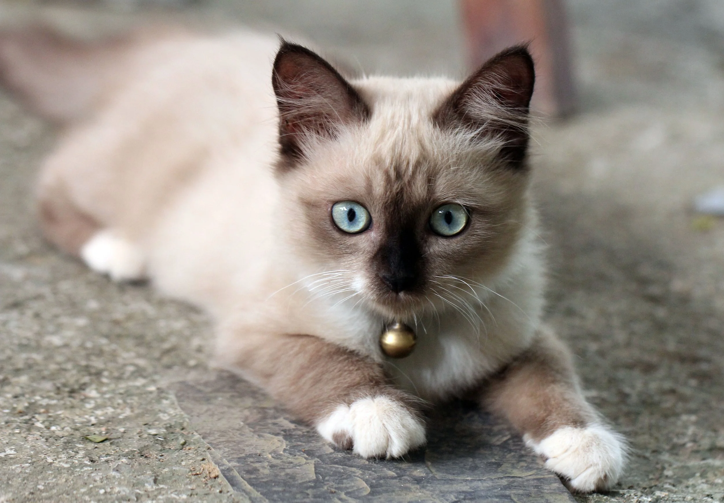 2015 Koh Lanta October Break Trip  (187).JPG