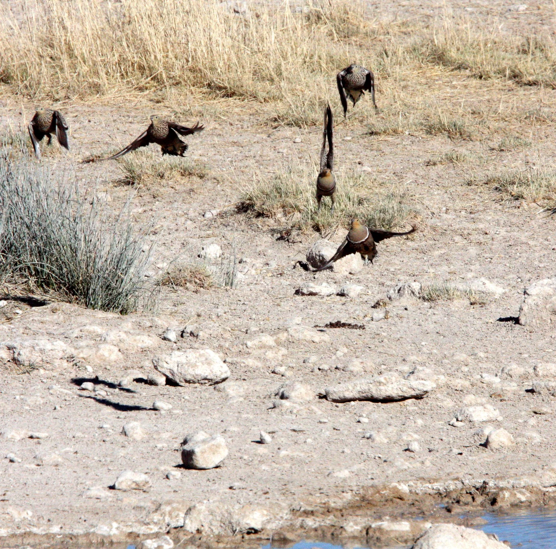 Namaqua Sandgrouse (Pterocles namaqua) Etosha NP Namibia (3).JPG