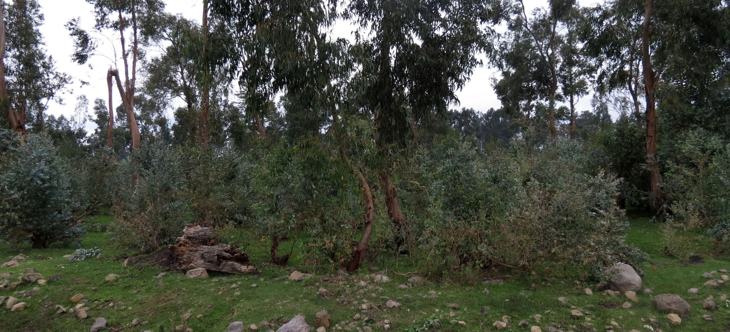BALE MOUNTAINS NATIONAL PARK - DINSHO -  ETHIOPIA (156).JPG