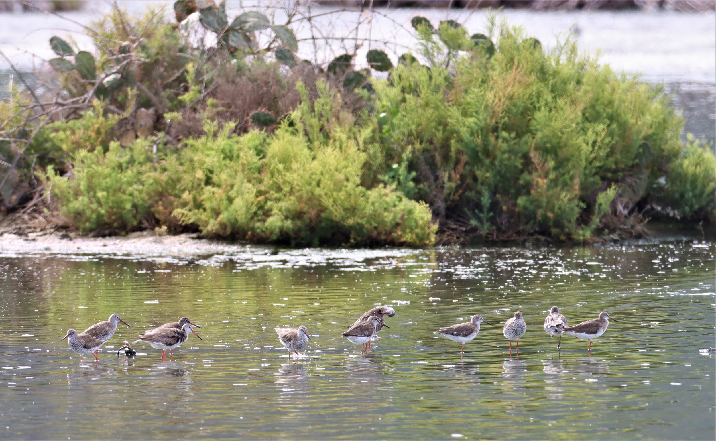 REDSHANK - SPOTTED REDSHANK - Tringa erythropus - KHAO SAM ROI YOD (3).jpg