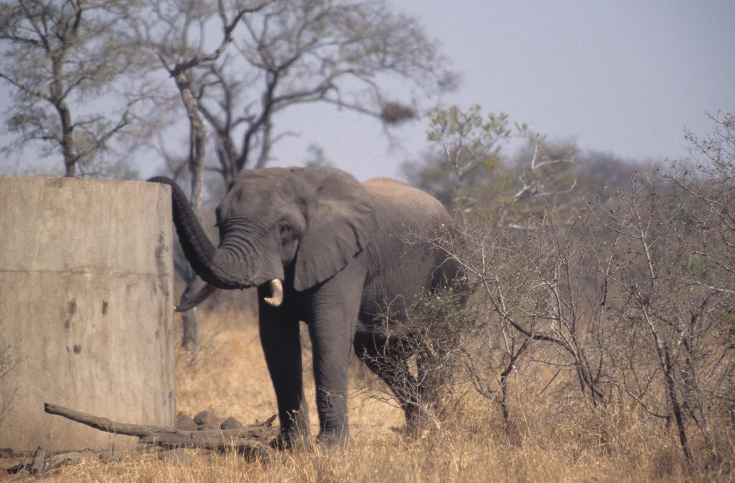 ELEPHANT - KRUGER - TANK.jpg