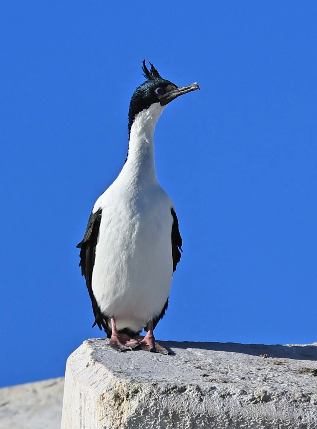 Imperial Cormorant (Phalacrocorax atriceps) Puerto Rawson Argentina (28).jpg