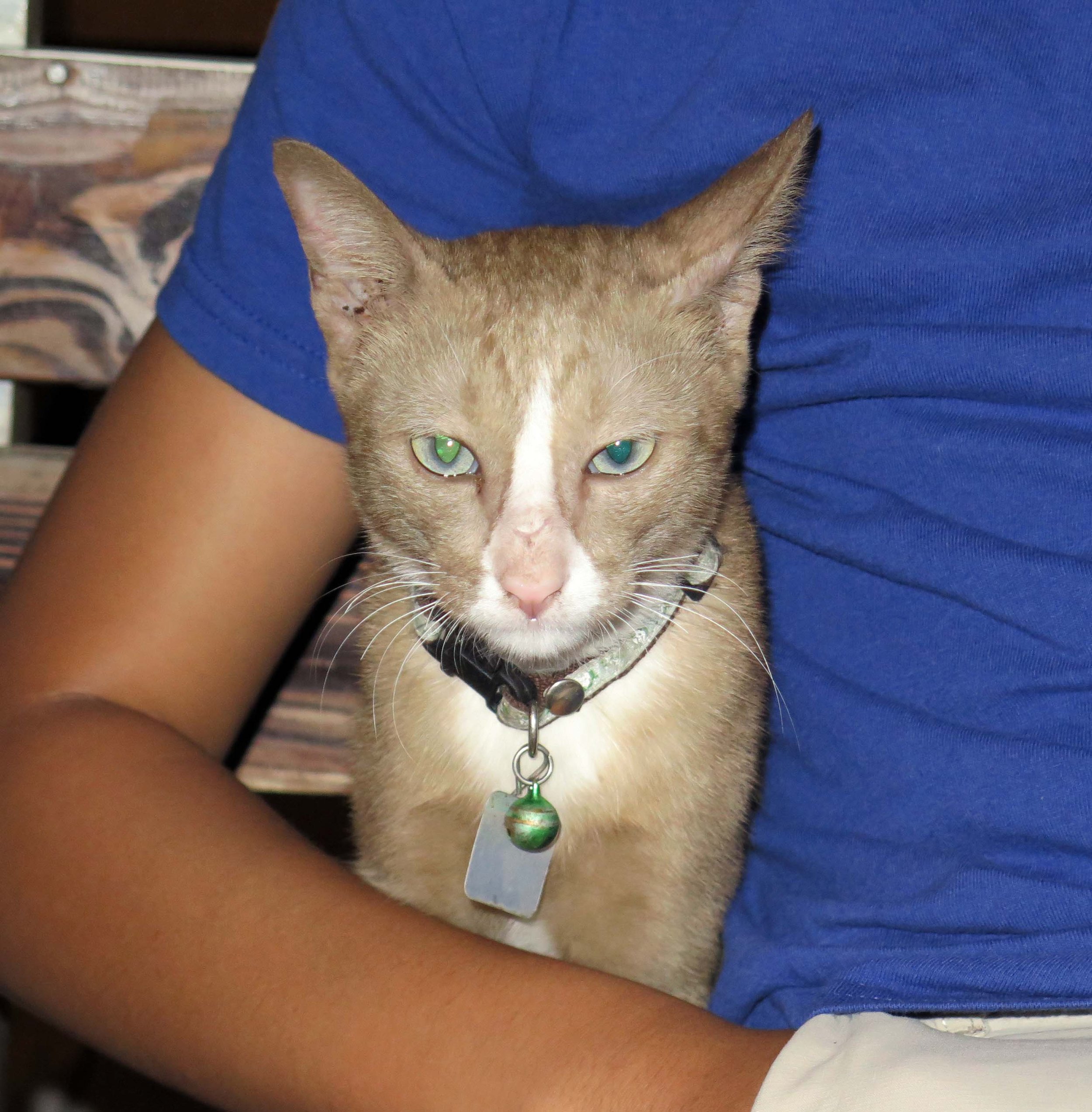 2013 - BANGKOK - NOVEMBER 2013 - MARCH 2014 (46).JPG