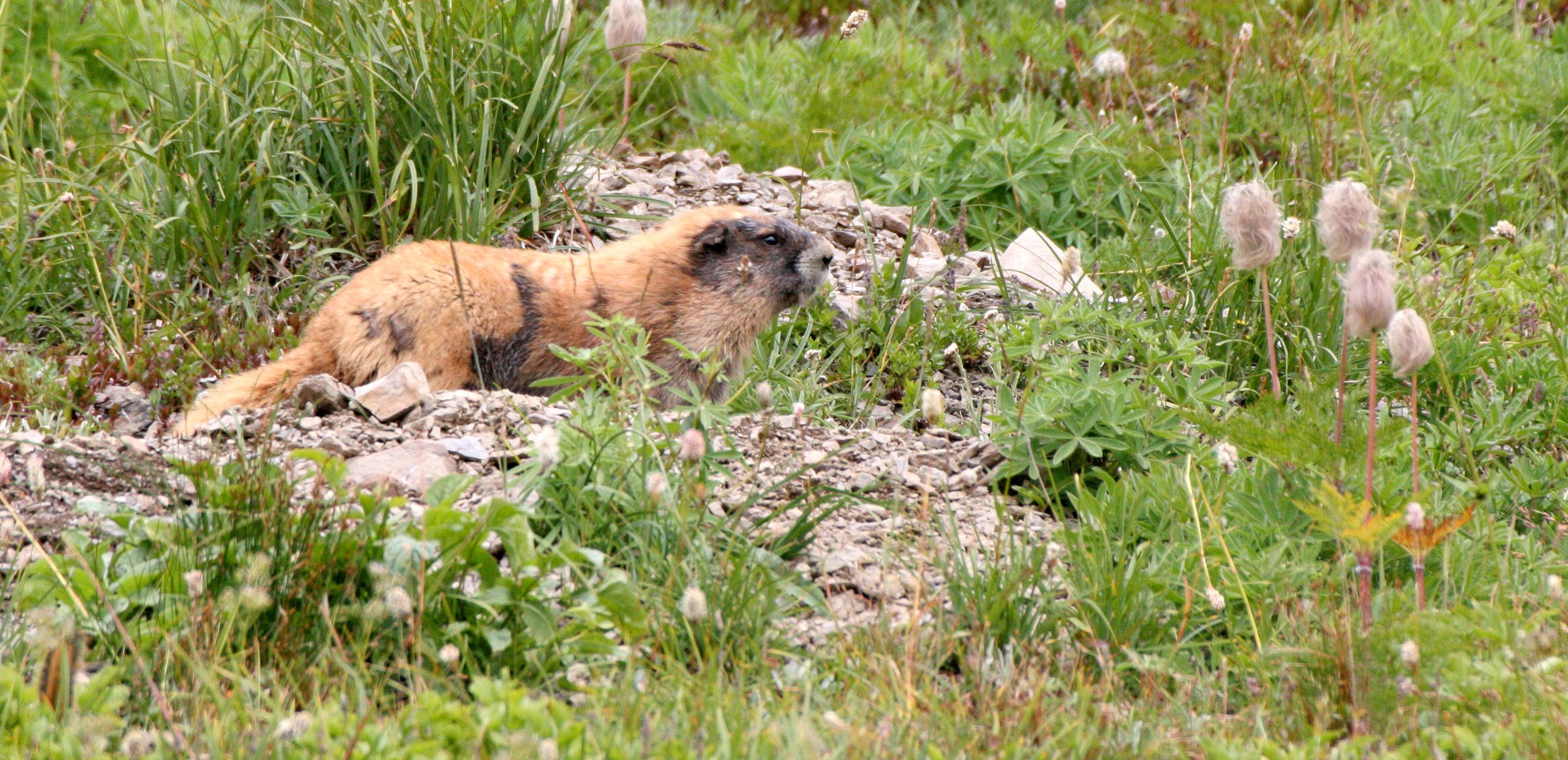 RODENT - MARMOT - OLYMPIC MARMOT - OLYMPIC NATIONAL PARK  (13).JPG