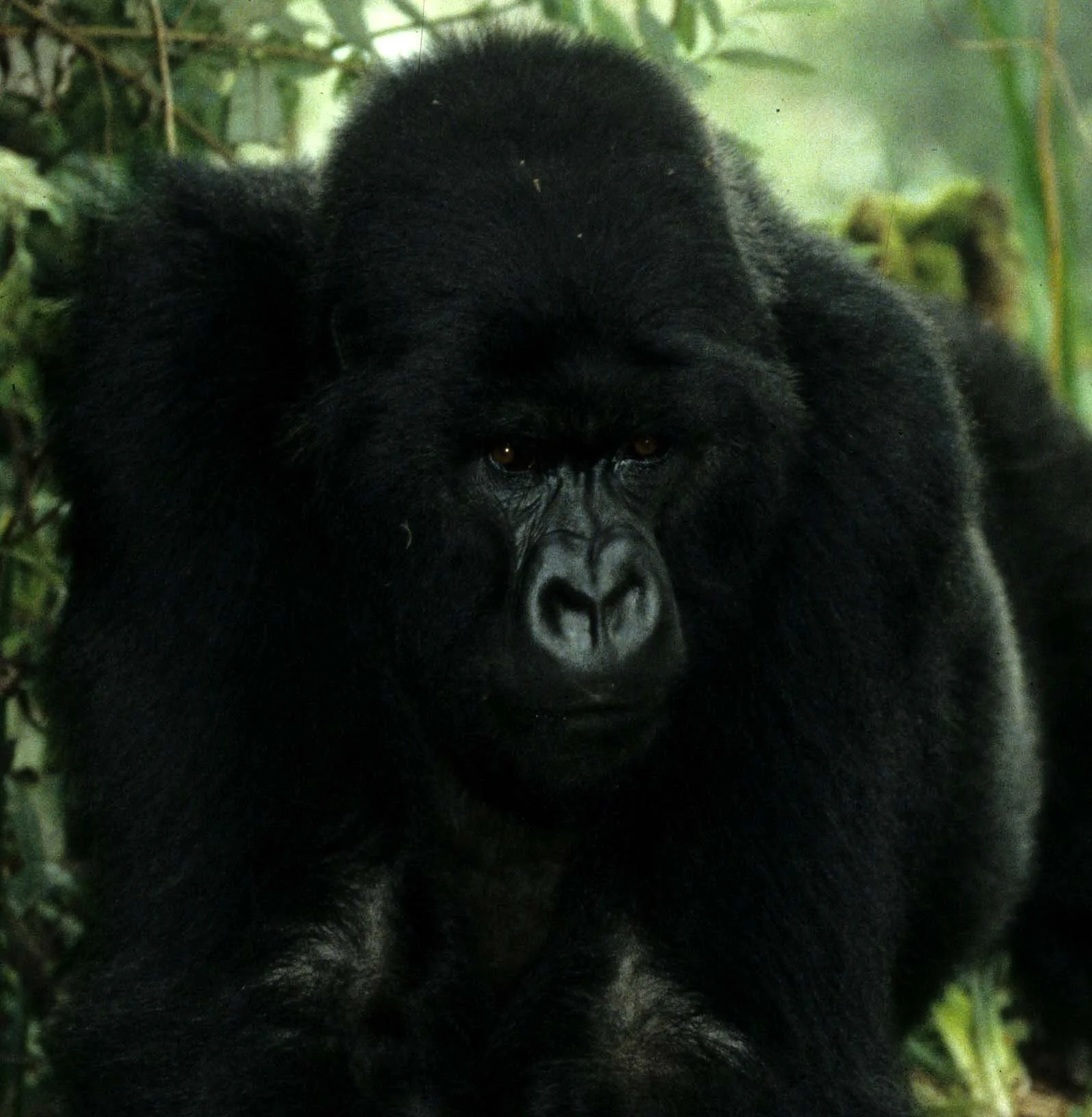 PRIMATE - GORILLA-RWANDA PARC DU VULCANS (46).jpg