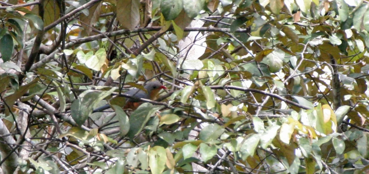 Red-billed Malkoha (Phaenicophaeus javanicus) Danum Valley Borneo (1).JPG