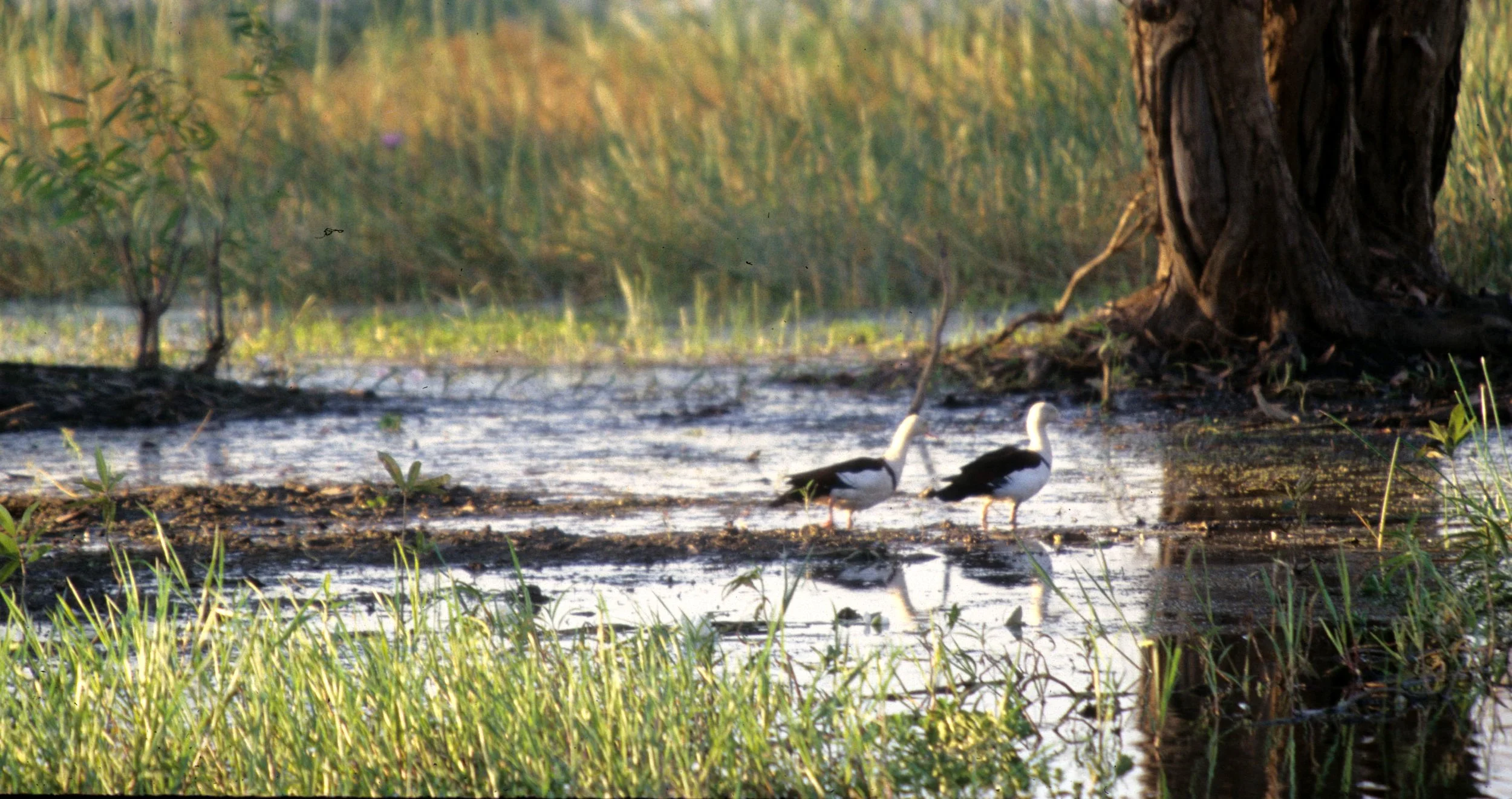 BIRD - DUCK - RADJAH SHELDUCK - KAKADU NP A.jpg
