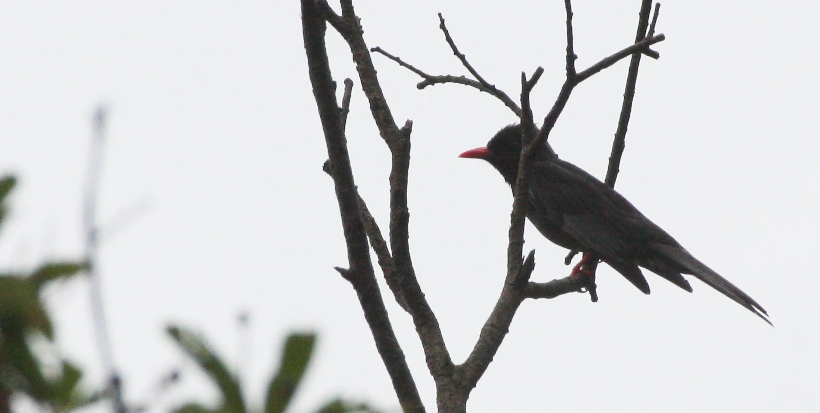 Black Bulbul (Hypsipetes leucocephalus) Taiwan  (2).JPG