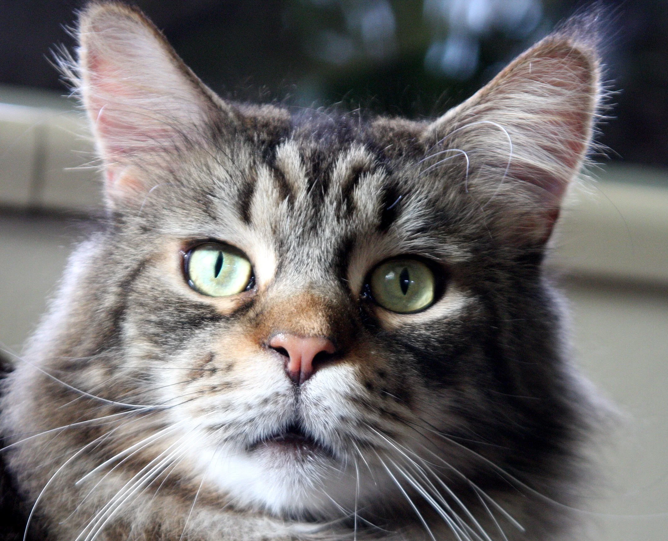 2009-10-31 CAT (5).JPG