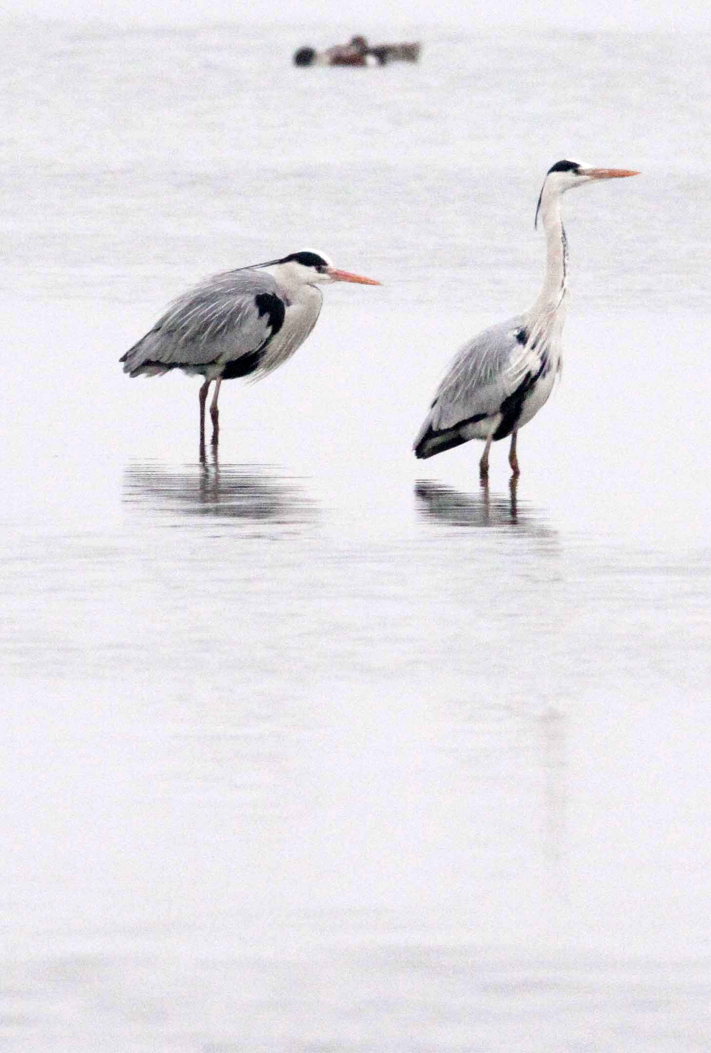 HERON - GREY HERON - Ardea cinerea - YANCHENG CHINA (5).JPG