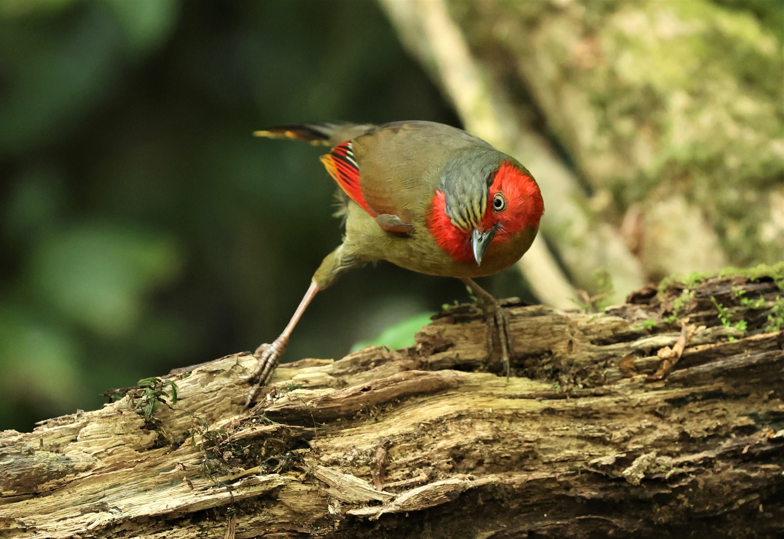 LIOCICHLA - SCARLET-FACED LIOCICHLA - Liocichla ripponi - DOI PHA HOM POK NP DOI LANG EAST FEB 2022 (133).jpg